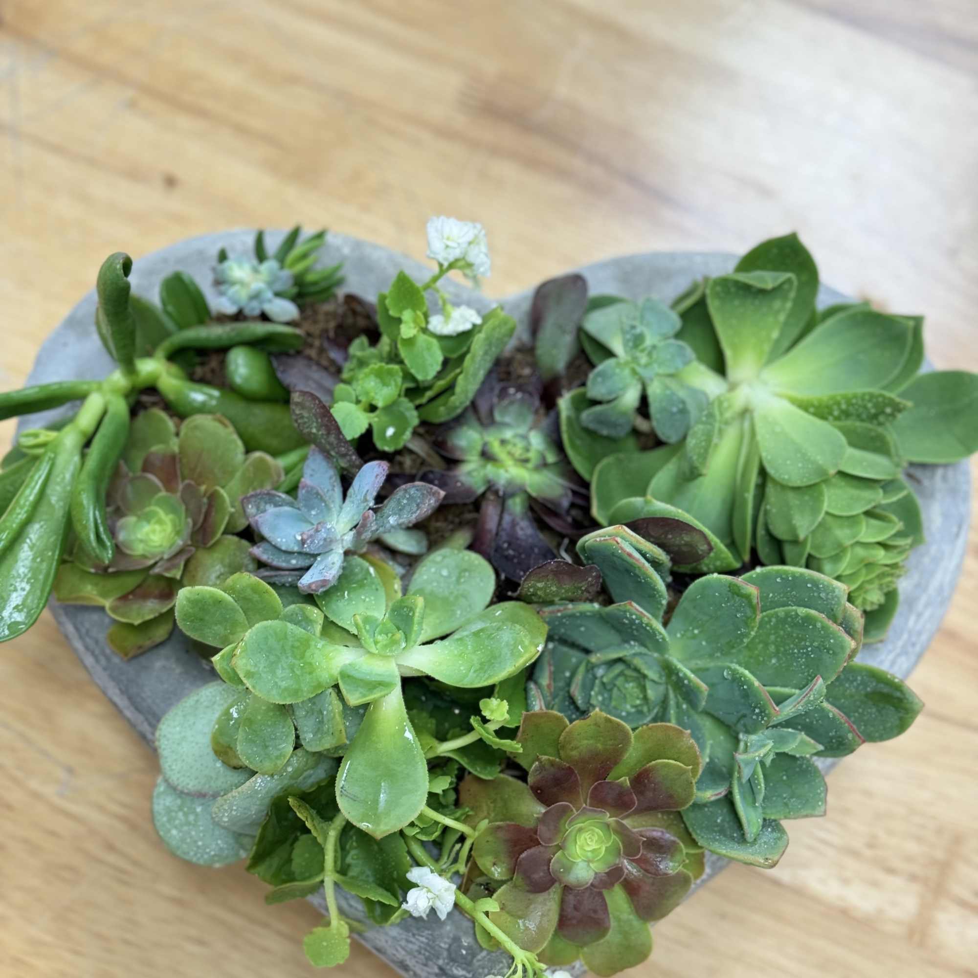 A beautiful medium size succulent arrangement.