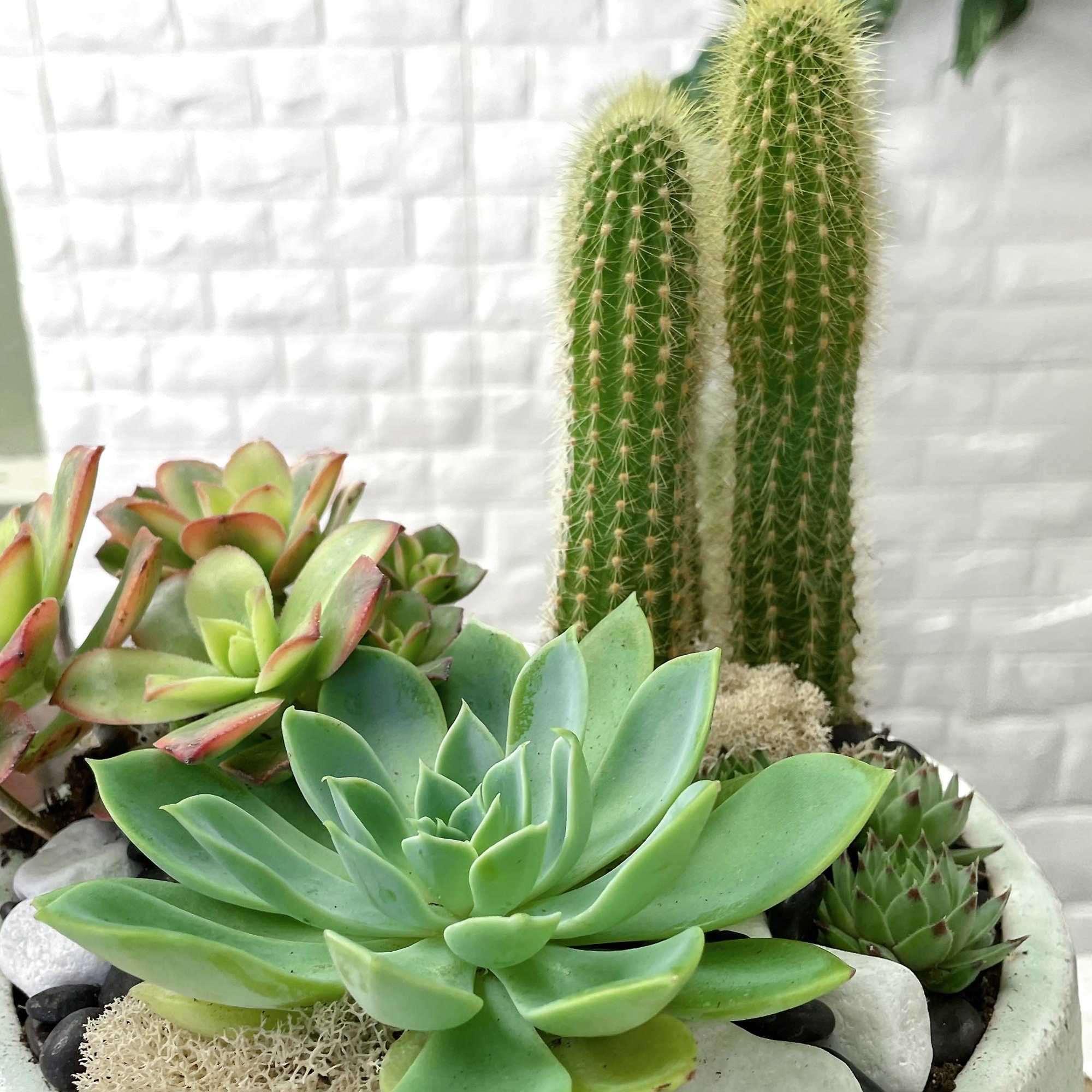 Need something for that person with a boring desk? Kitchen? Foyer?

A nice