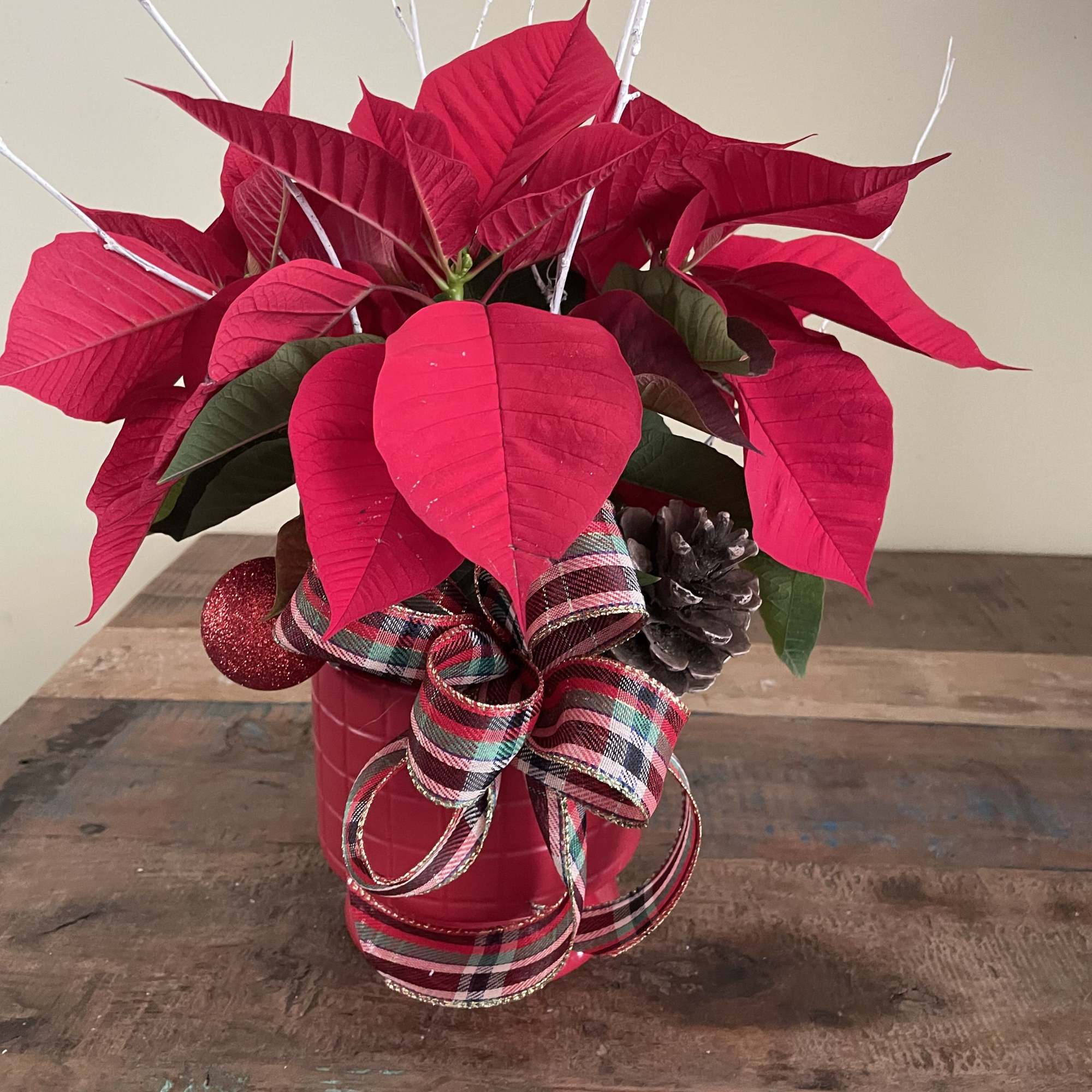 4&rdquo; poinsettia in a decorative pot adorned wih ribbon, pinecone and ornament