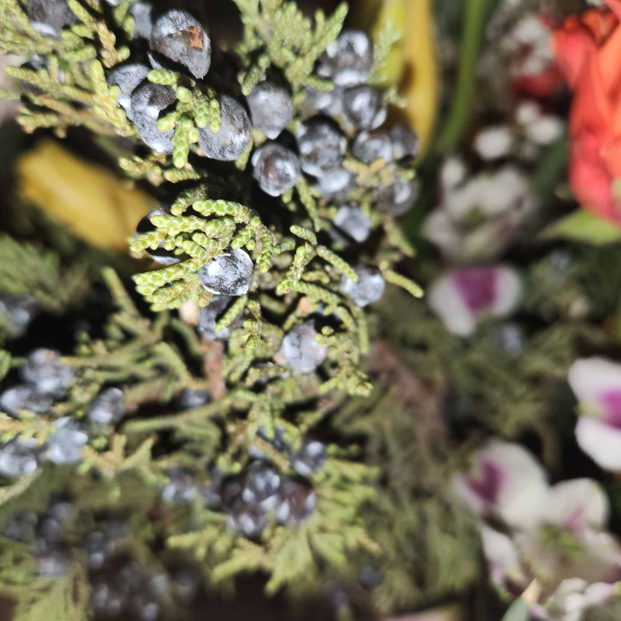 Assorted greens mixed with flowers 