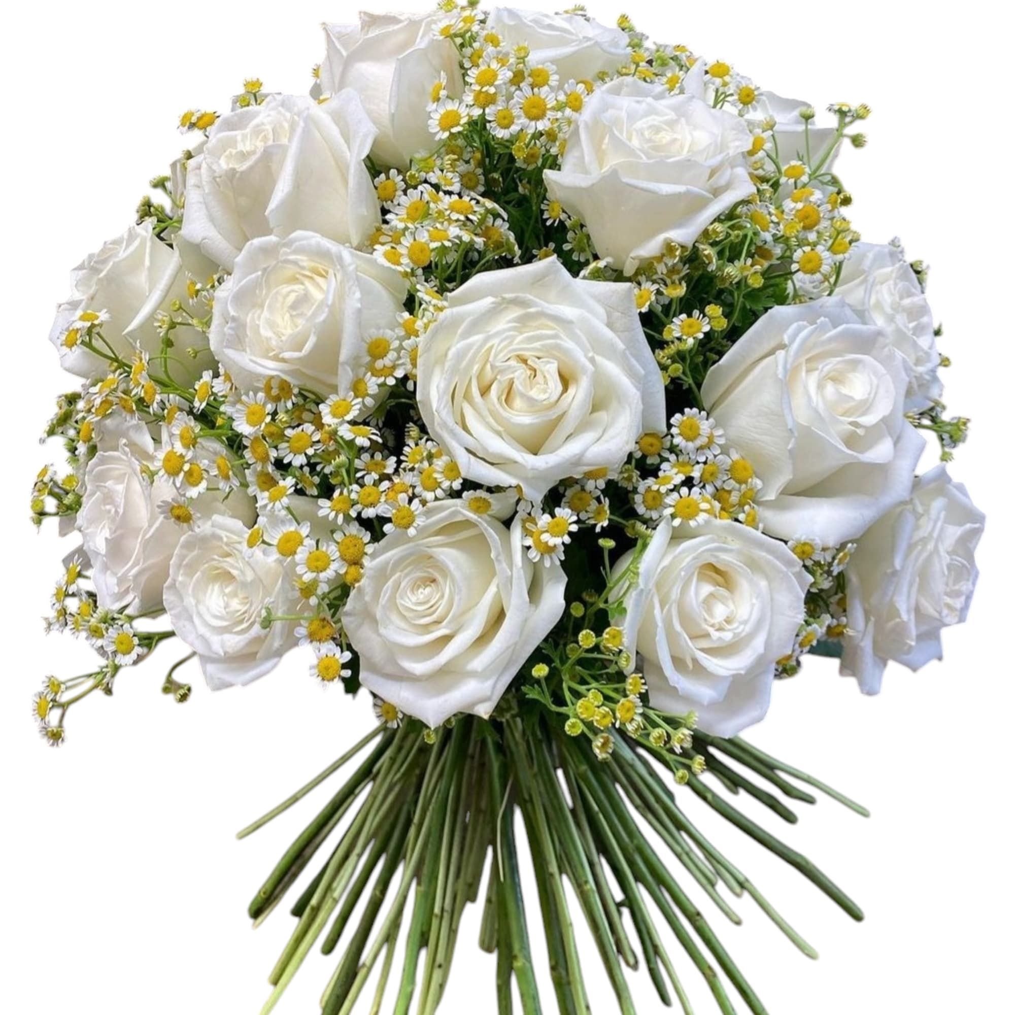 This graceful bouquet features pristine white roses intertwined with delicate chamomile blooms This graceful bouquet features pristine white roses intertwined with delicate chamomile blooms