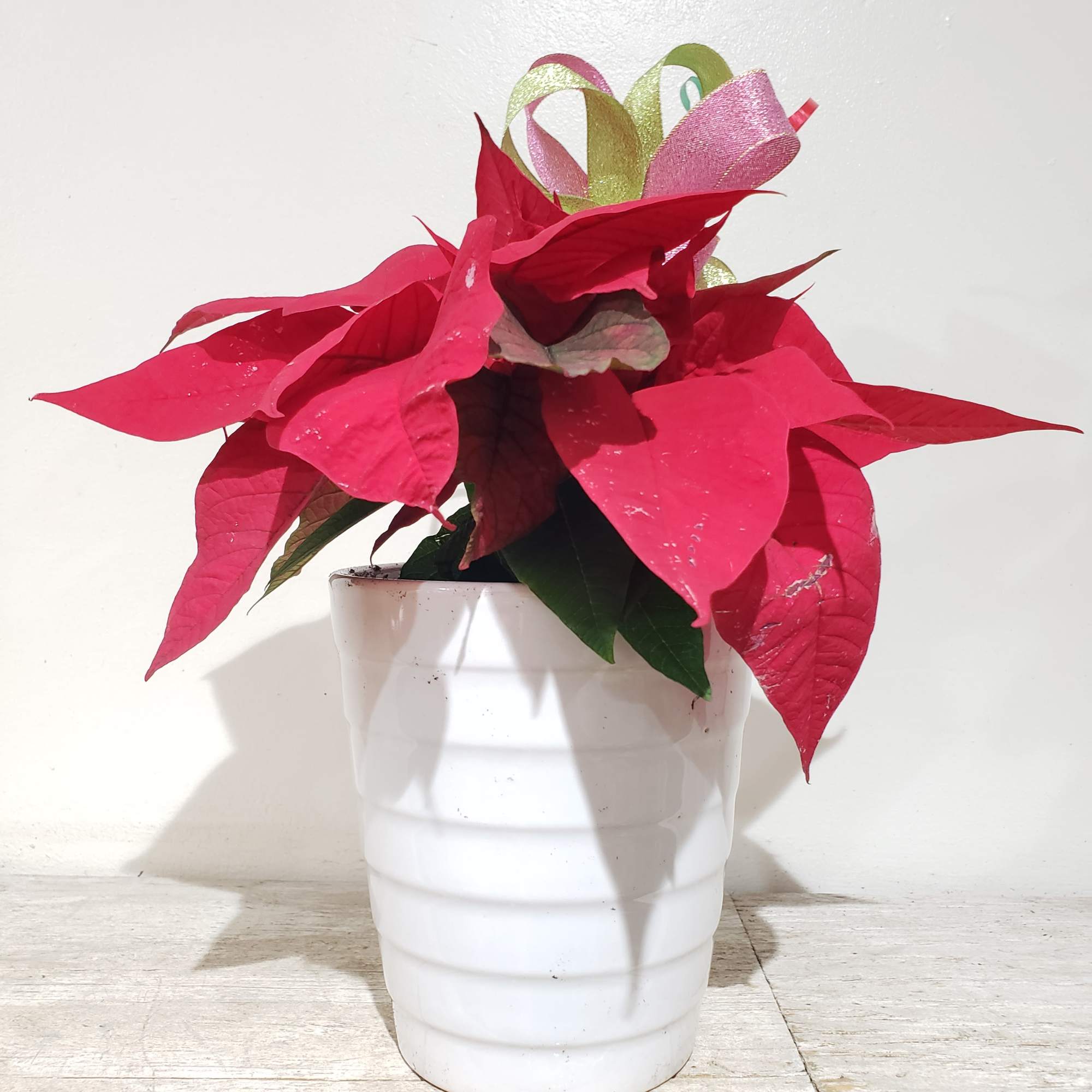 4&#039; red poinsettia in white ceramic pot