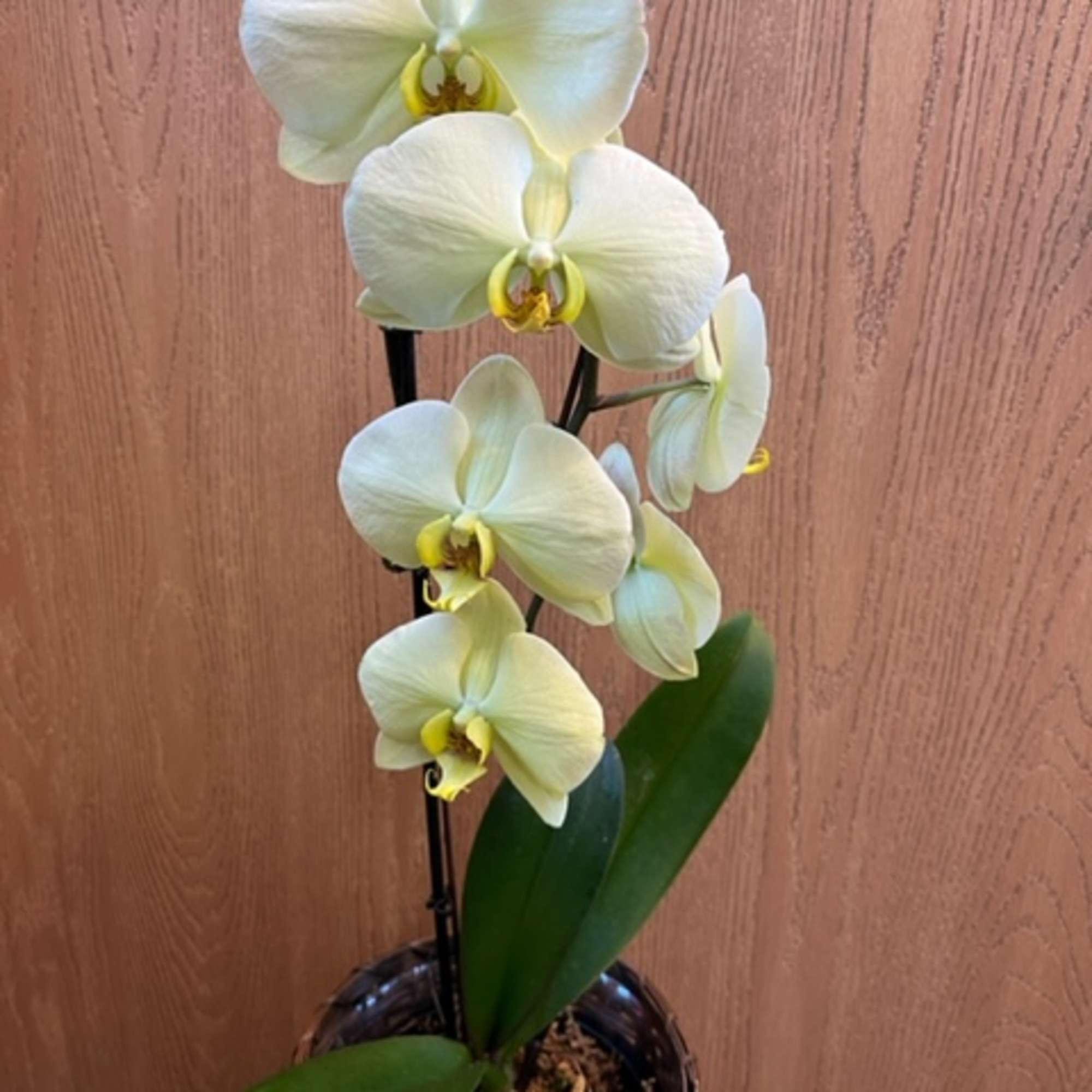 Phalaenopsis Orchid 6 Inch- Yellowby Uncle Charlie's Flowers II