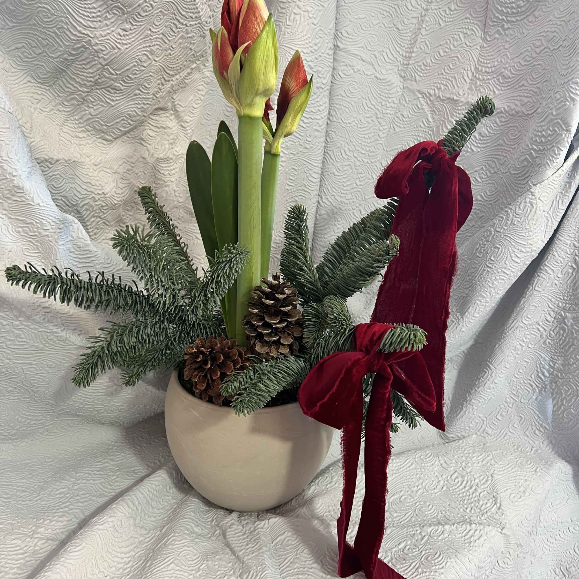 Potted amaryllis plat with Christmas decor