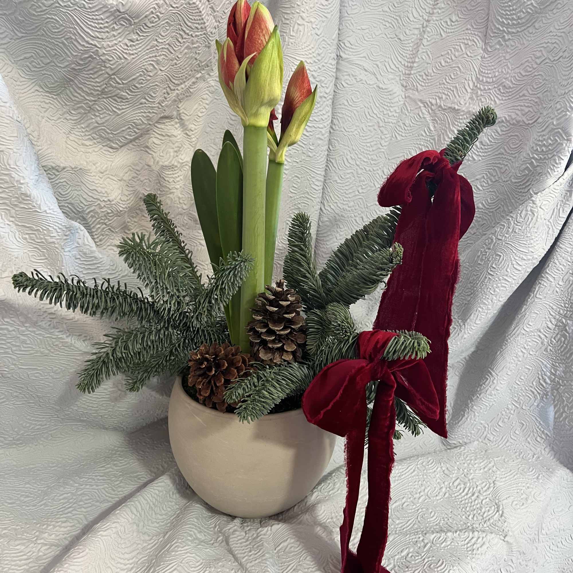 Potted amaryllis plat with Christmas decor