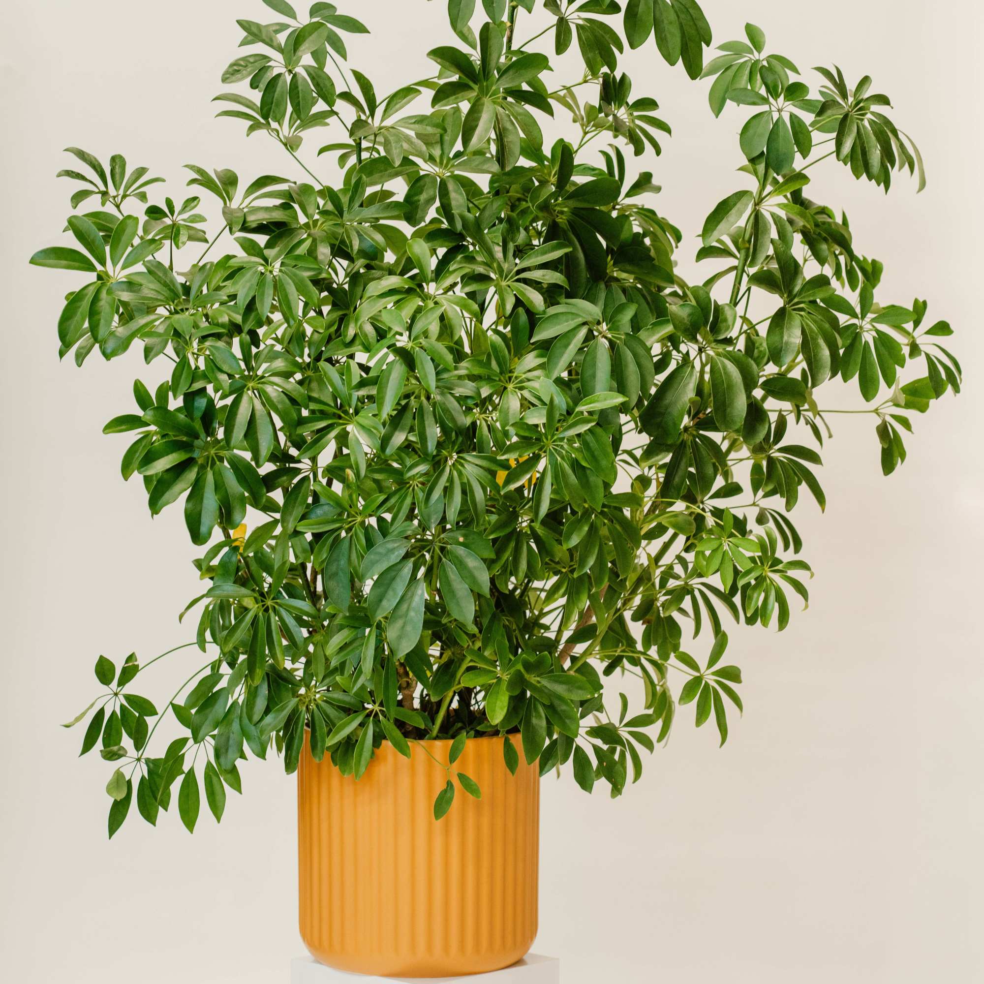 Elevate your space with our deluxe plant, a luxurious statement piece featuring