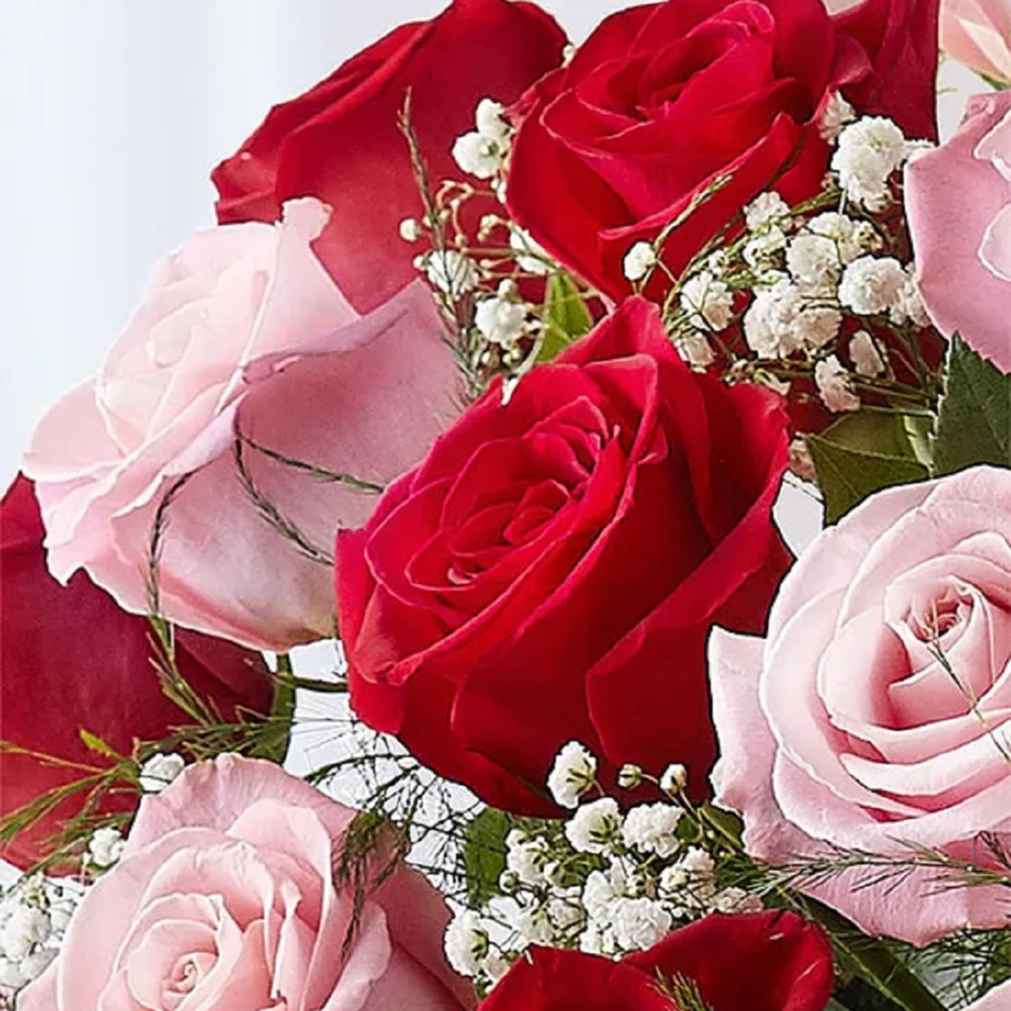 Our radiant long-stem roses are the ultimate romantic surprise. Three, four, or