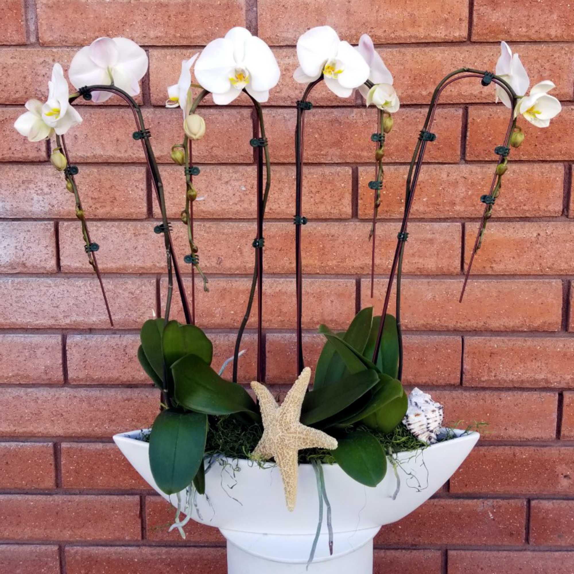 One of a kind, timeless gift. Nature&#039;s tropical elegance, the Orchid flower.