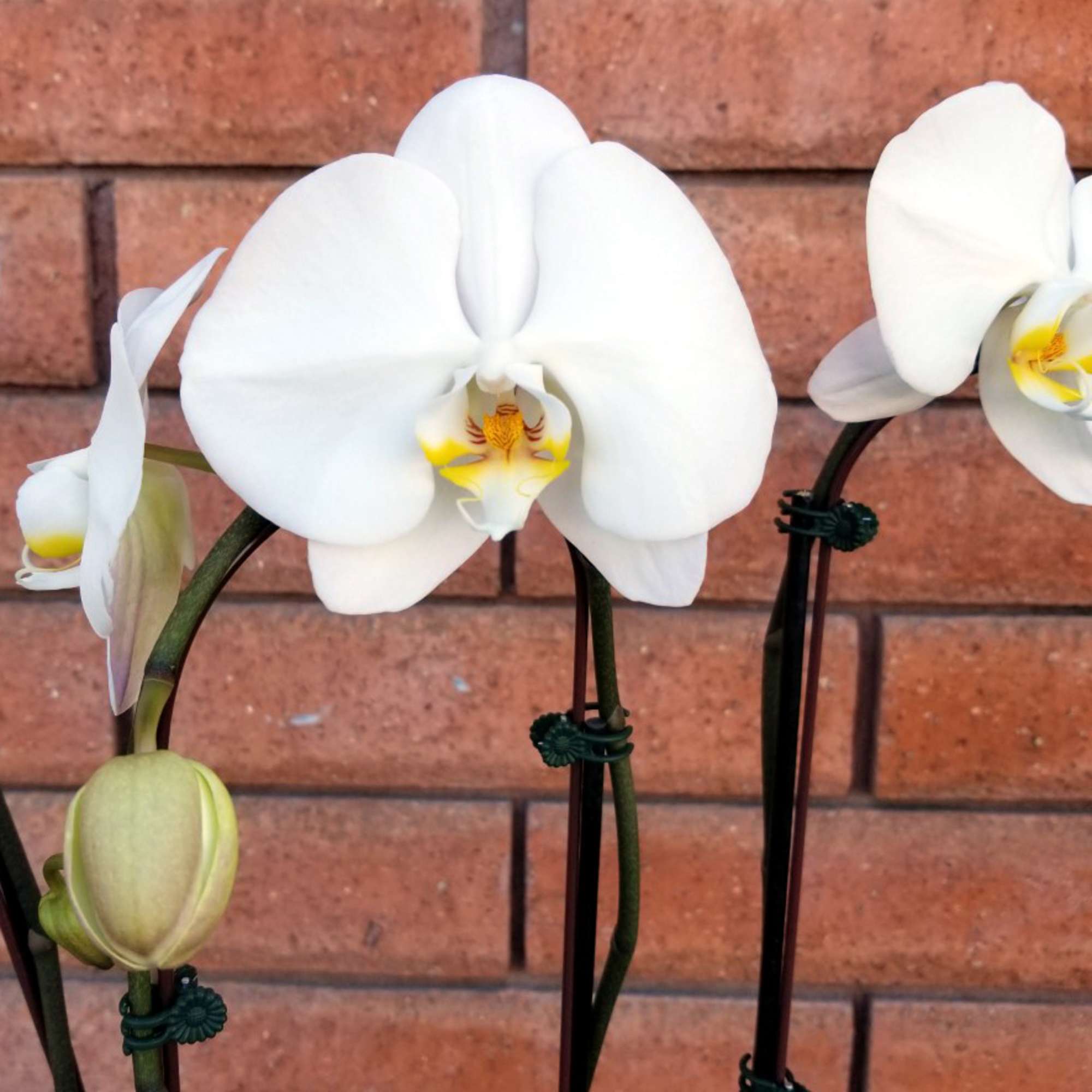 One of a kind, timeless gift. Nature&#039;s tropical elegance, the Orchid flower.
