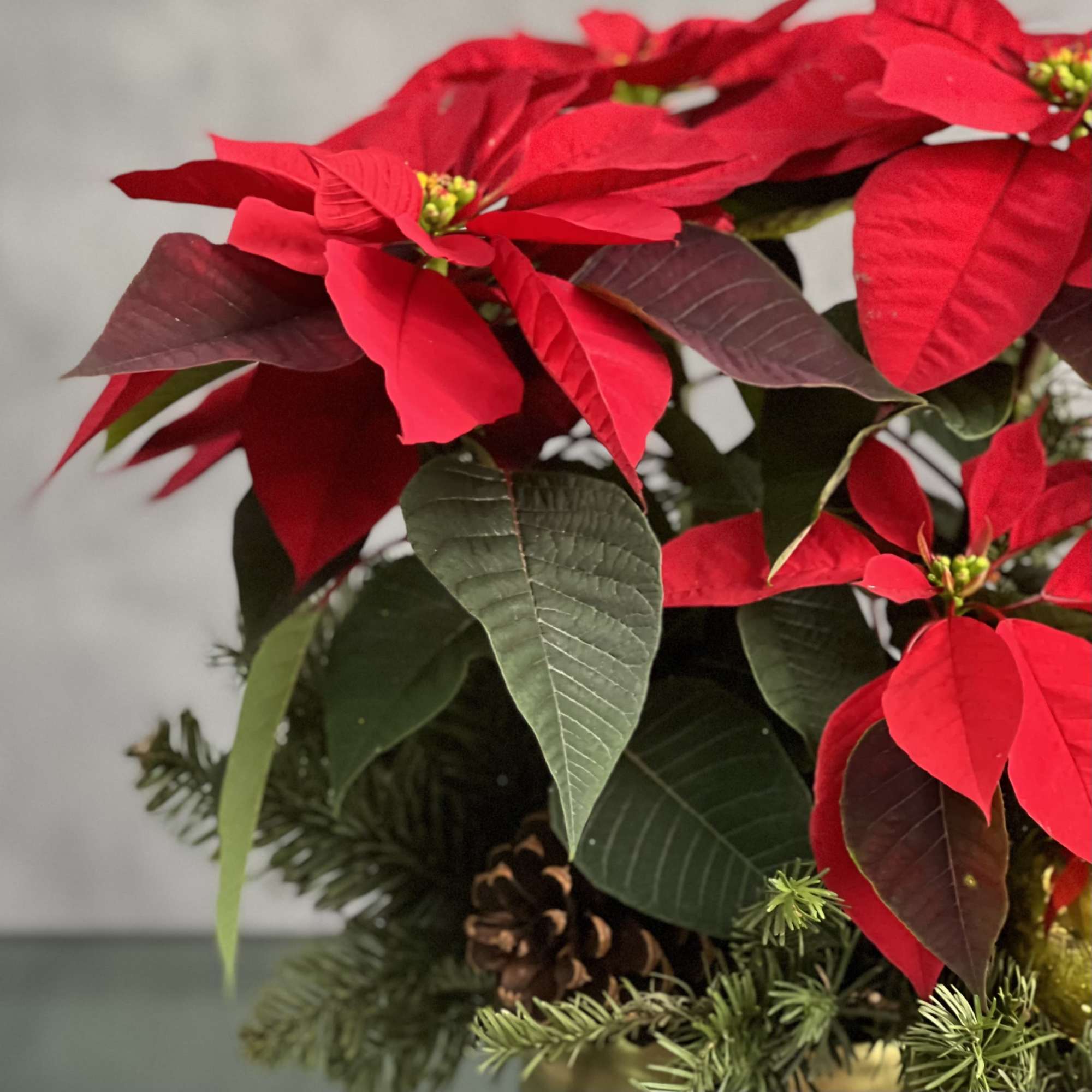 The perfect gift to deliver Christmas greetings to that someone special, or