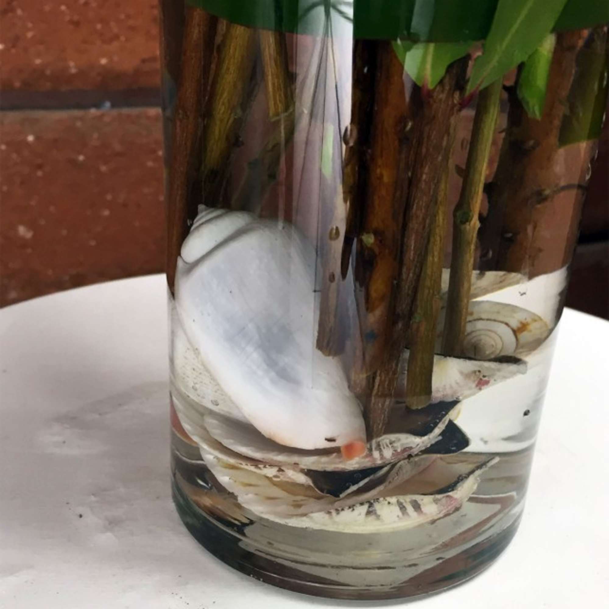 Simple, elegant and beautiful - White Dendrobium Orchids. These orchid stems have