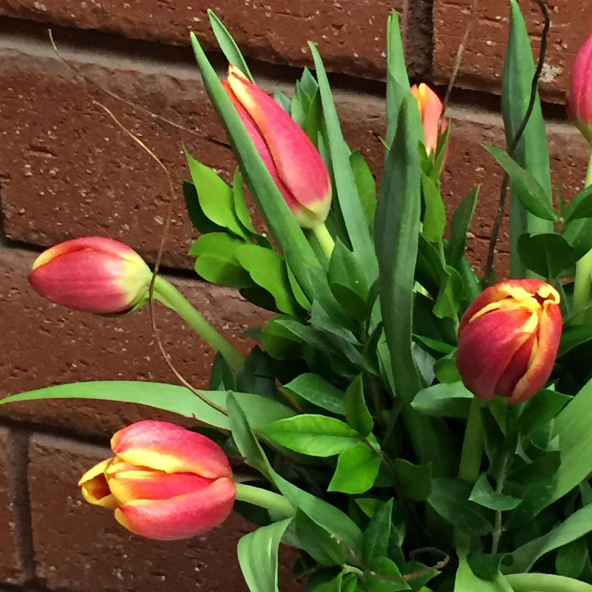 Send these fiery orange tulips to a lucky recipient and you&#039;ll fill