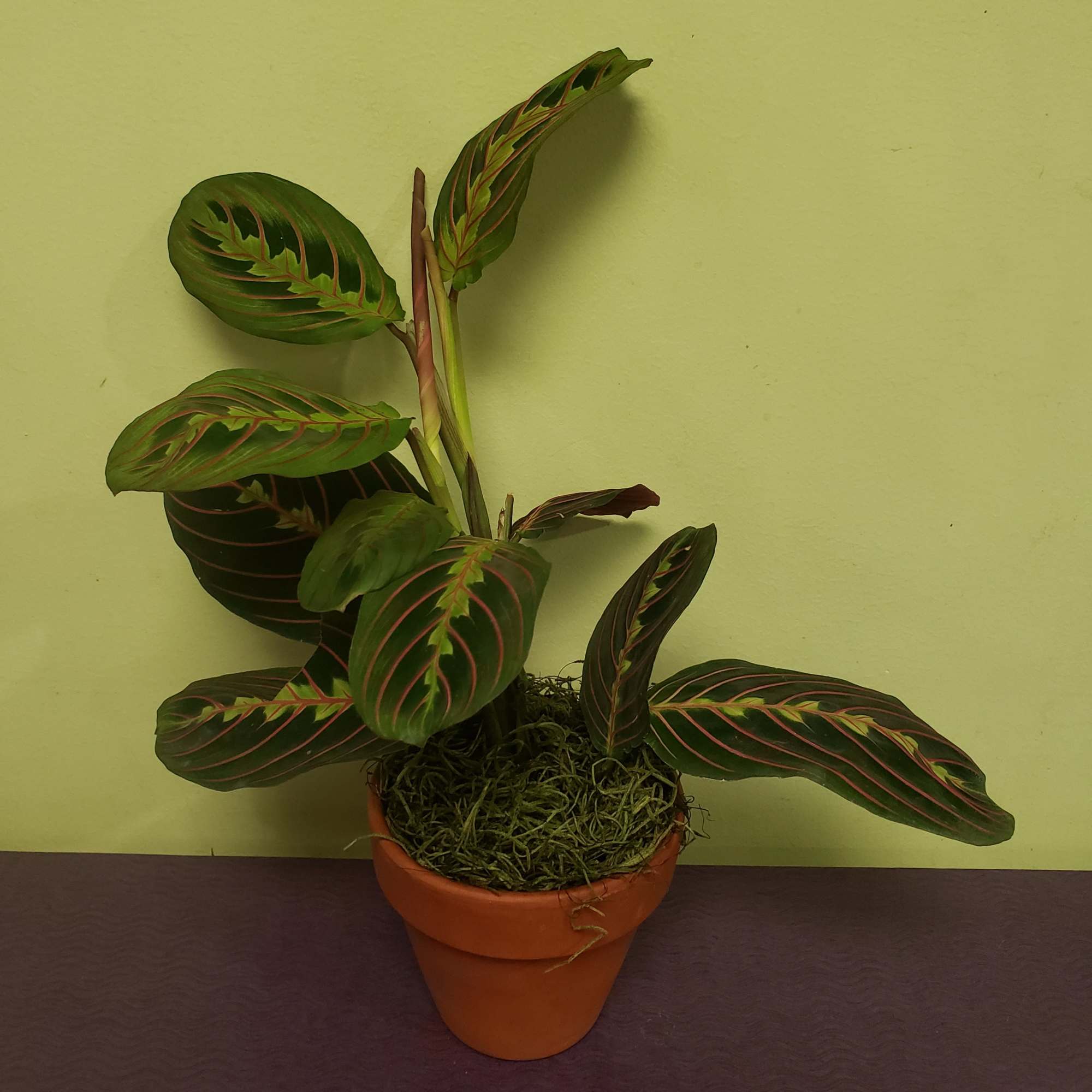 african snake plant Sansevieria cylindrica 'Braided' | Cylindrical Snake Plant main image 0