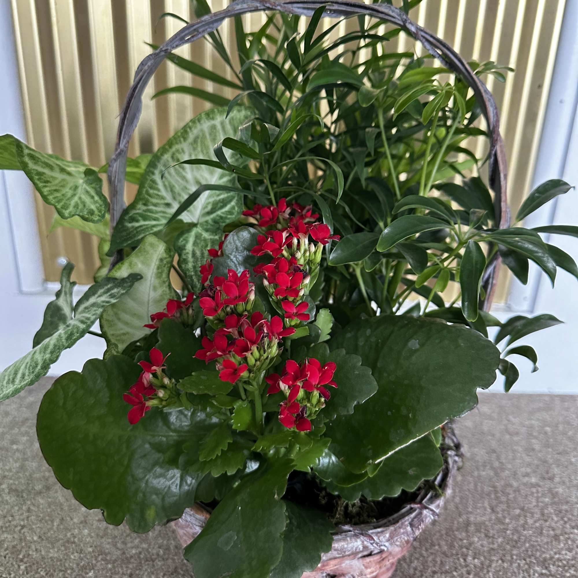 A handled basket of 3 foliage plants with a flowering kalanchoe. Kalanchoe