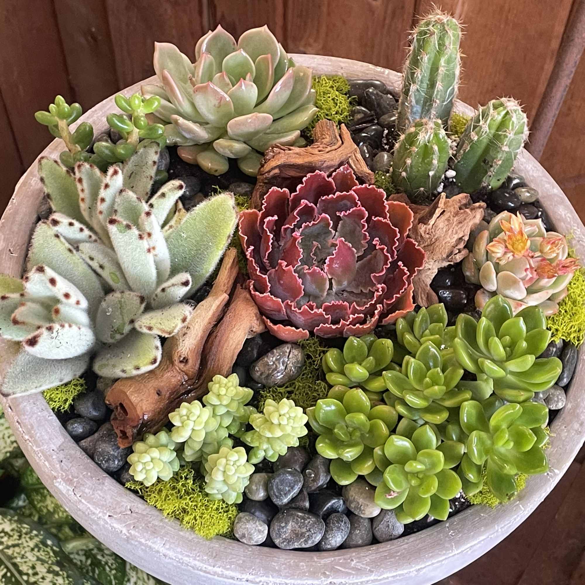 A rustic and charming cement bowl with designer&#039;s choice cacti and succulents!

