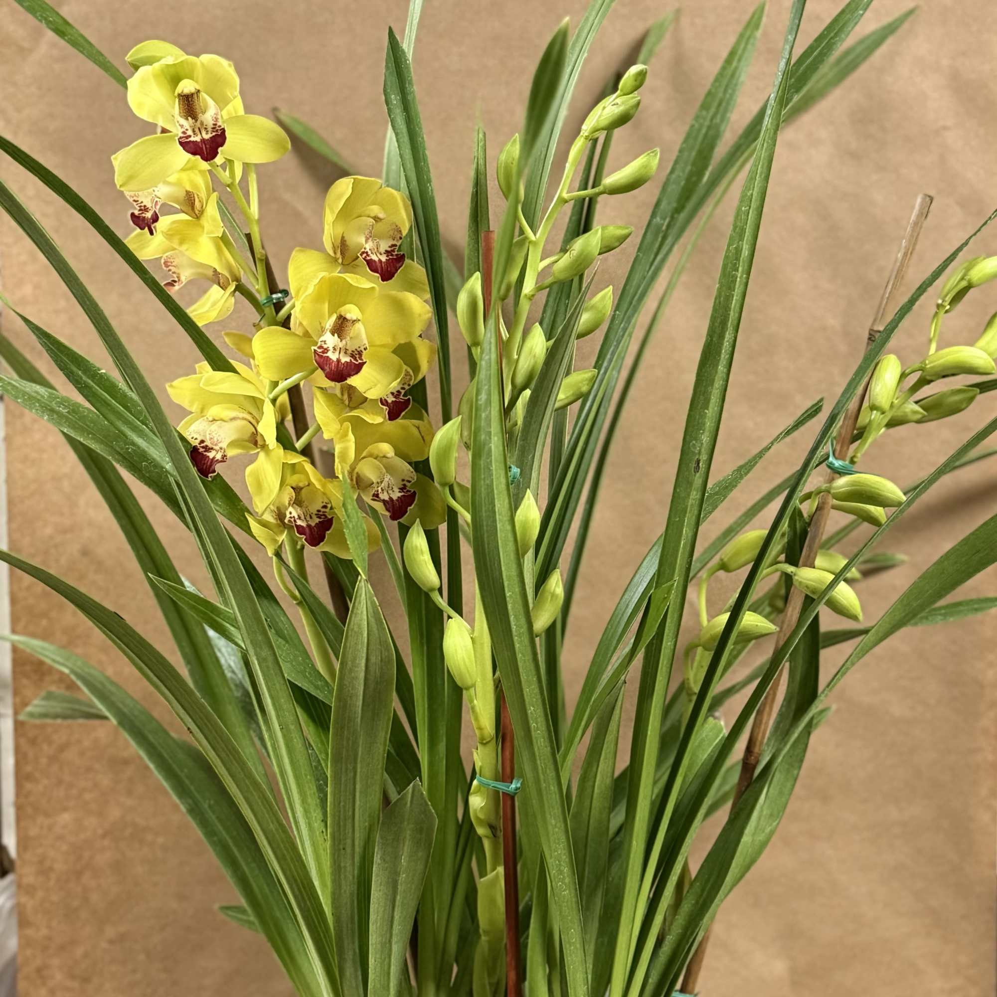 Beautiful and Bright Orchid Plants. Cymbidiums, also known as boat orchids are