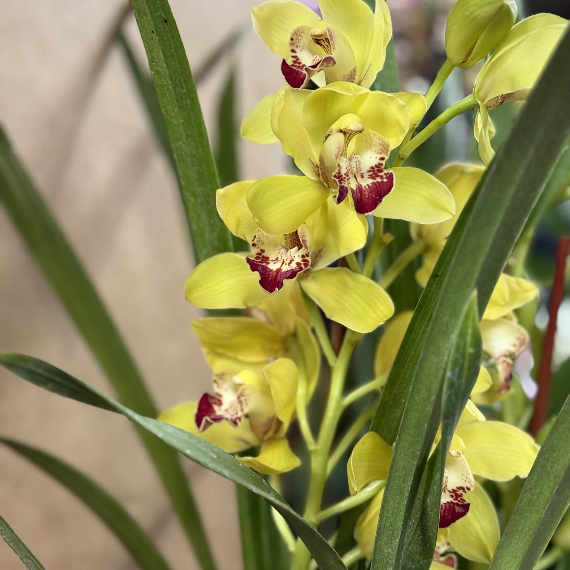 Beautiful and Bright Orchid Plants. Cymbidiums, also known as boat orchids are