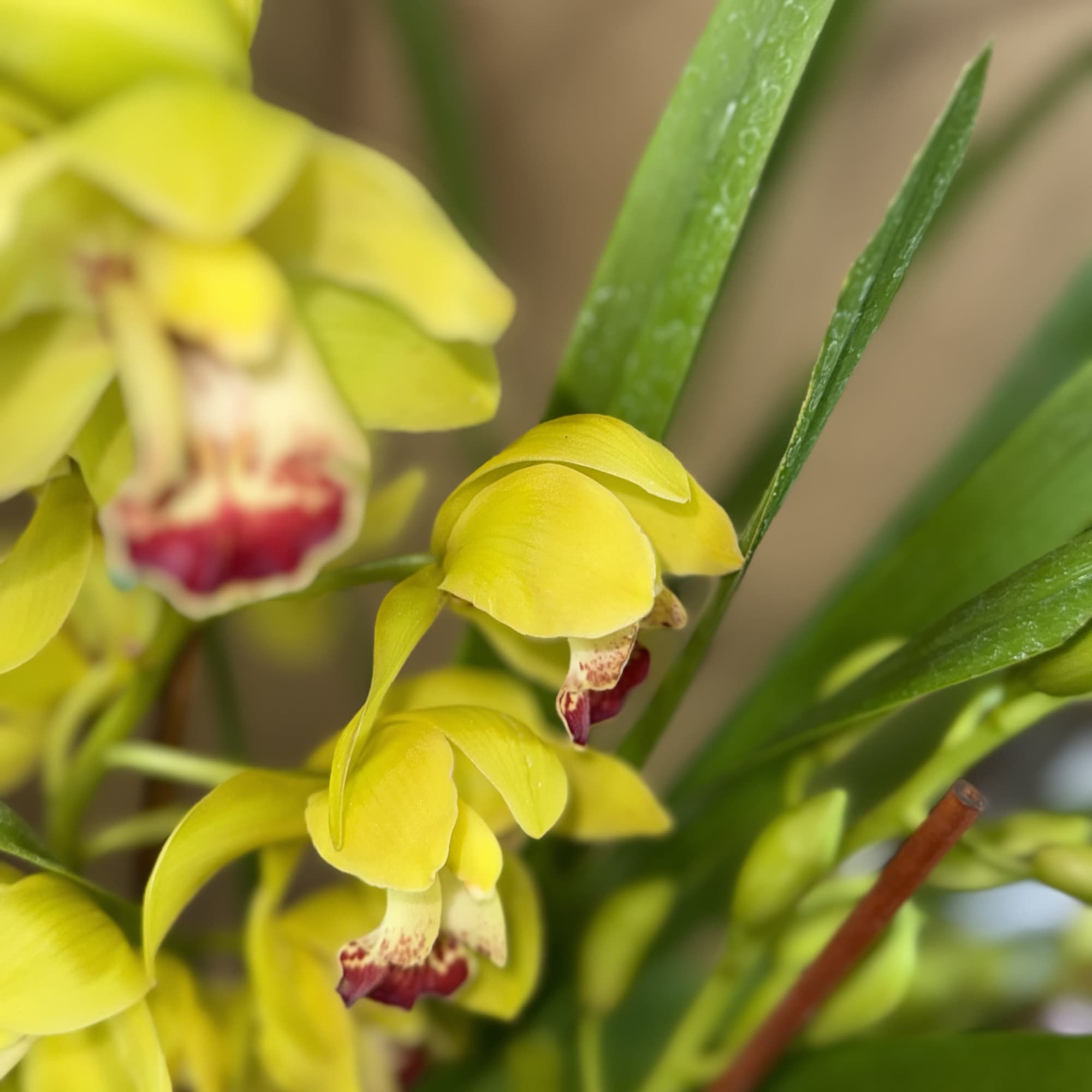 Beautiful and Bright Orchid Plants. Cymbidiums, also known as boat orchids are