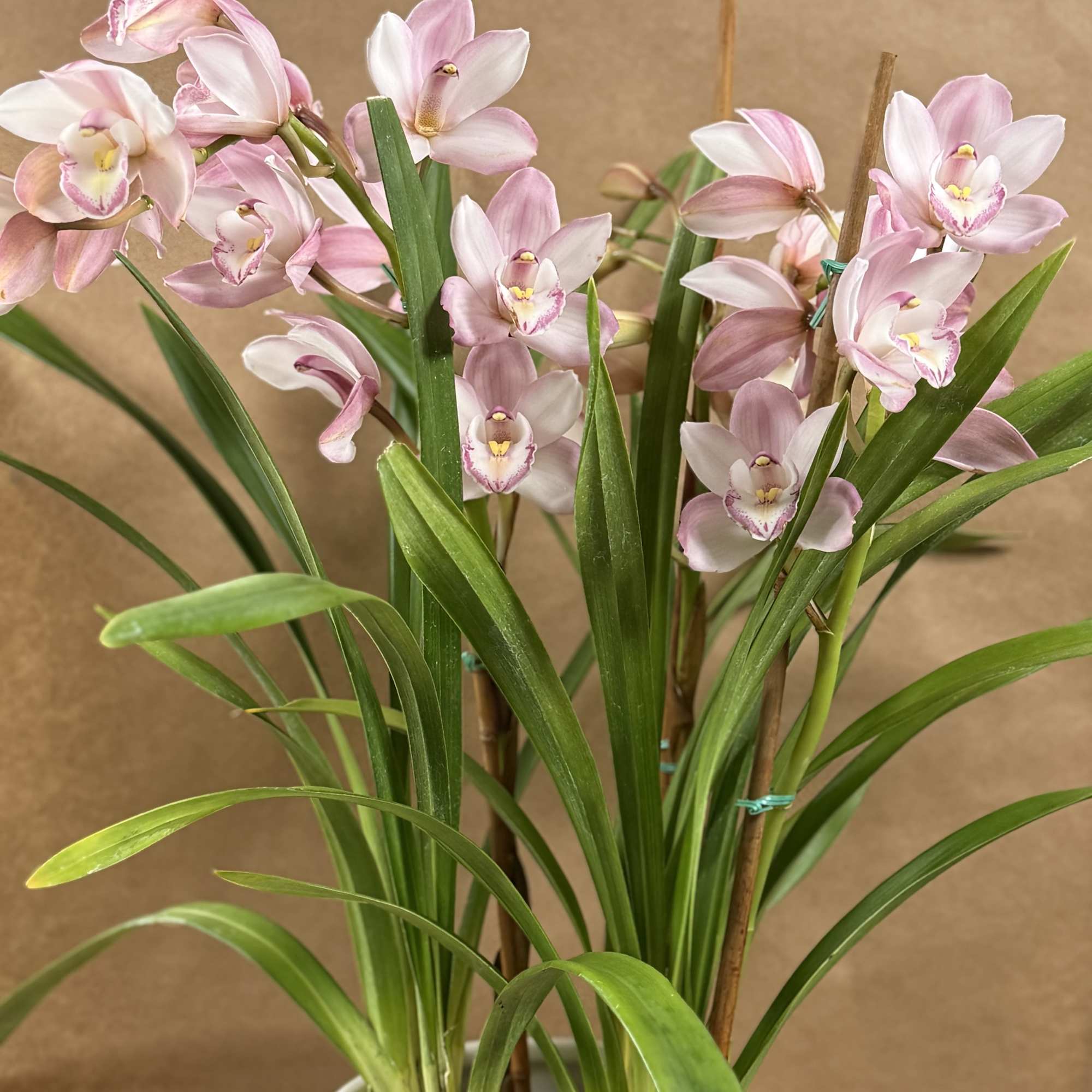 Beautiful and Bright Orchid Plants. Cymbidiums, also known as boat orchids are