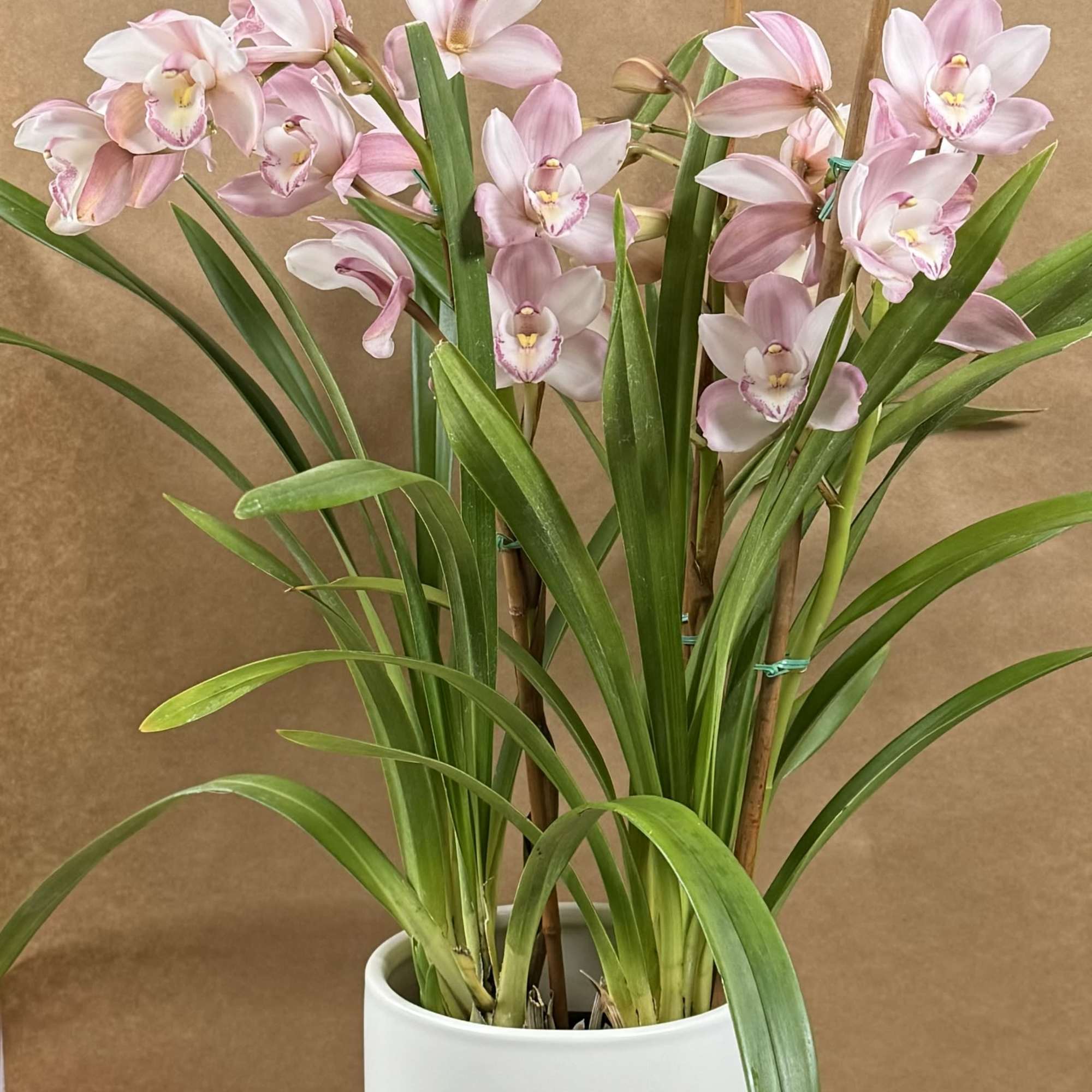 Beautiful and Bright Orchid Plants. Cymbidiums, also known as boat orchids are