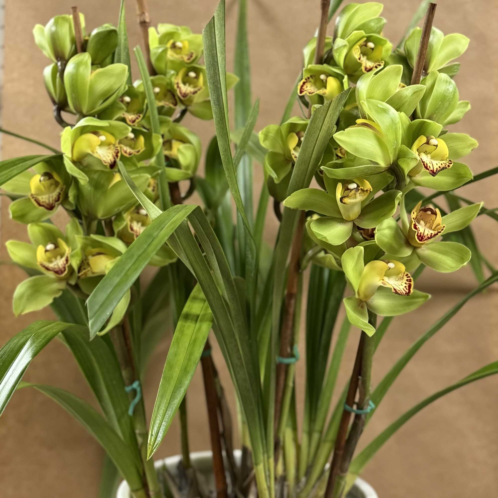 Beautiful and Bright Orchid Plants. Cymbidiums, also known as boat orchids are