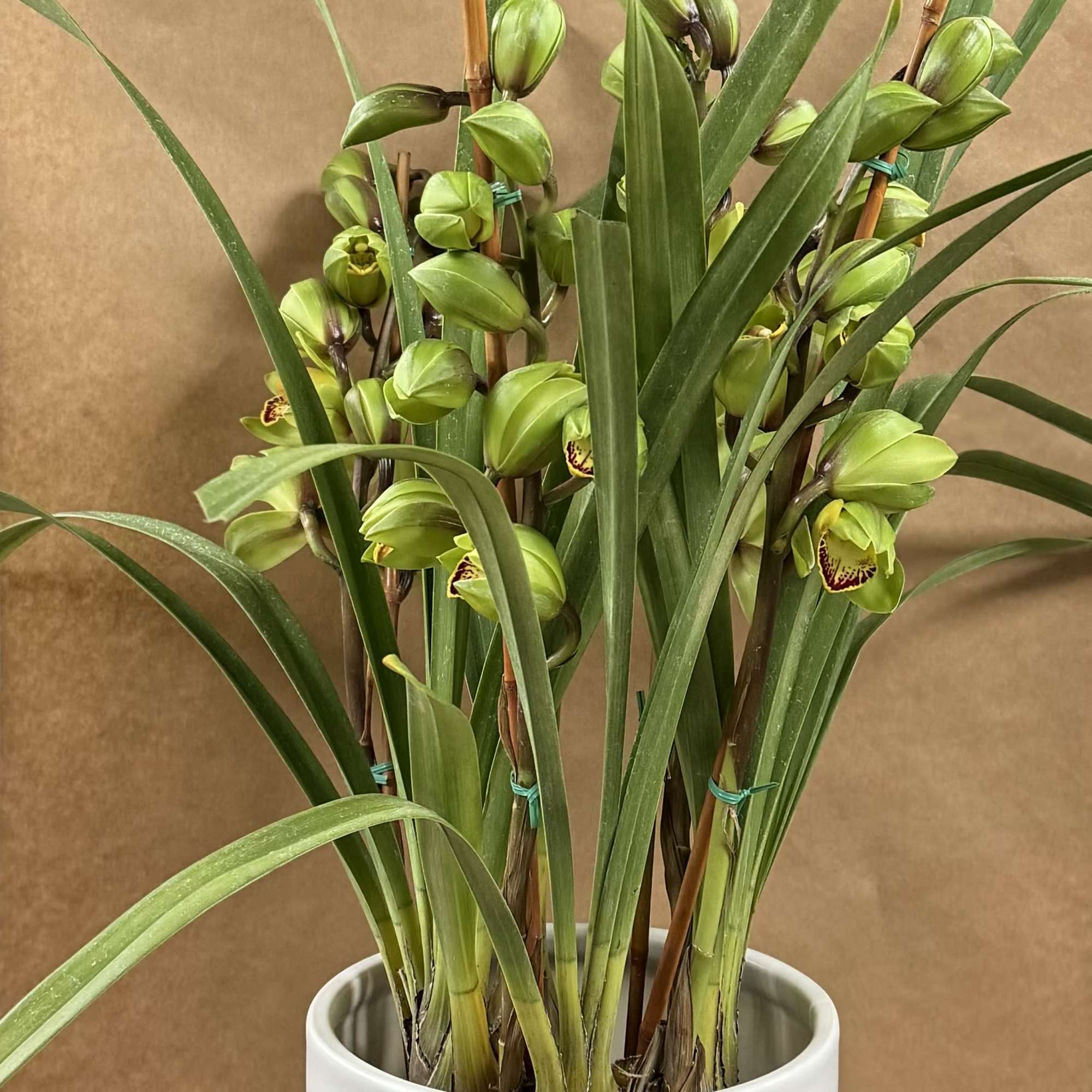 Beautiful and Bright Orchid Plants. Cymbidiums, also known as boat orchids are