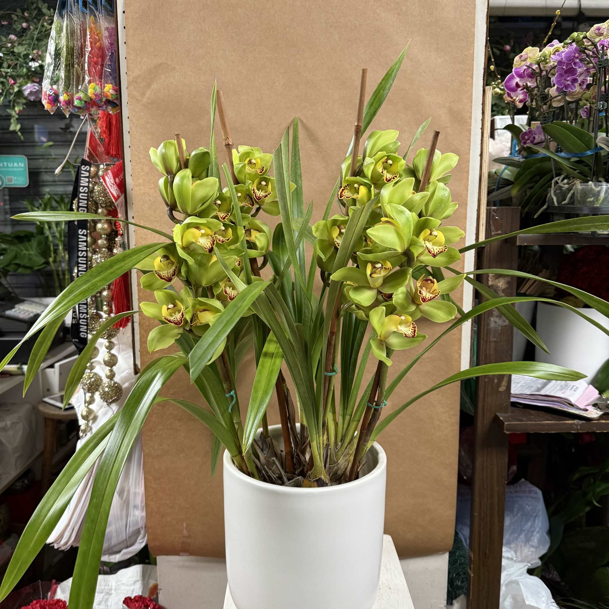 Beautiful and Bright Orchid Plants. Cymbidiums, also known as boat orchids are