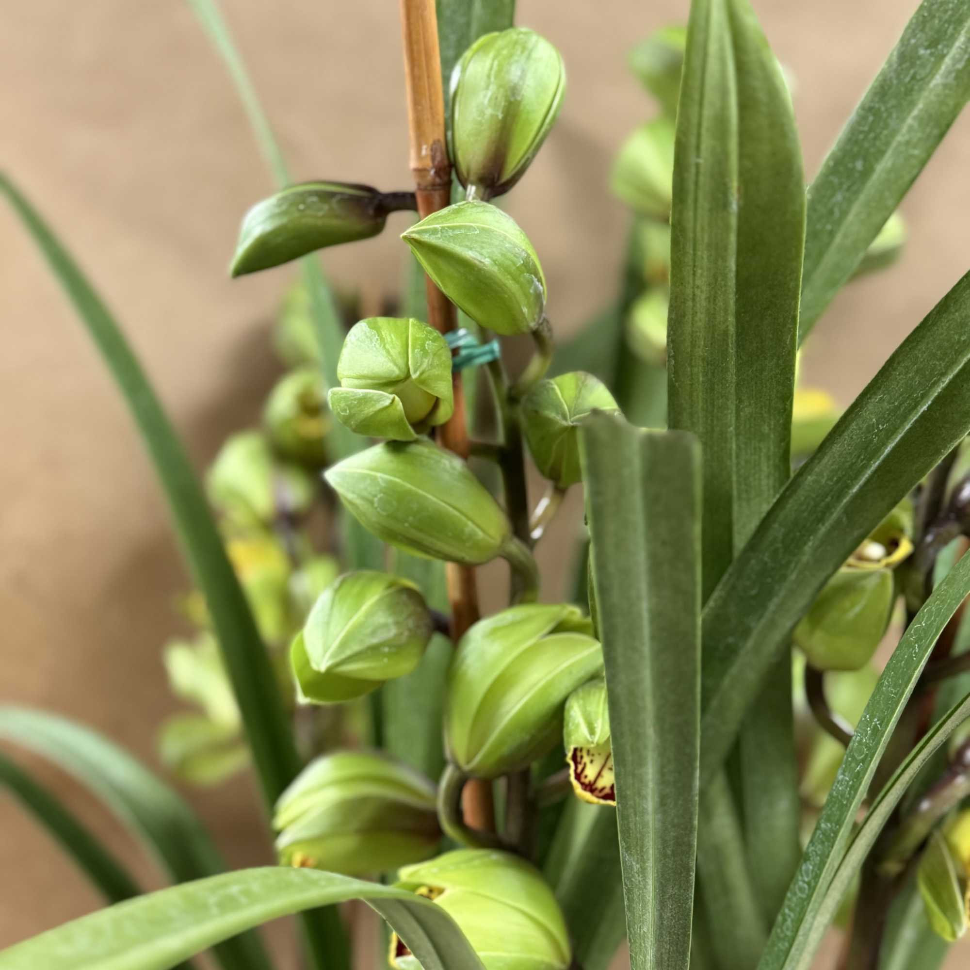 Beautiful and Bright Orchid Plants. Cymbidiums, also known as boat orchids are