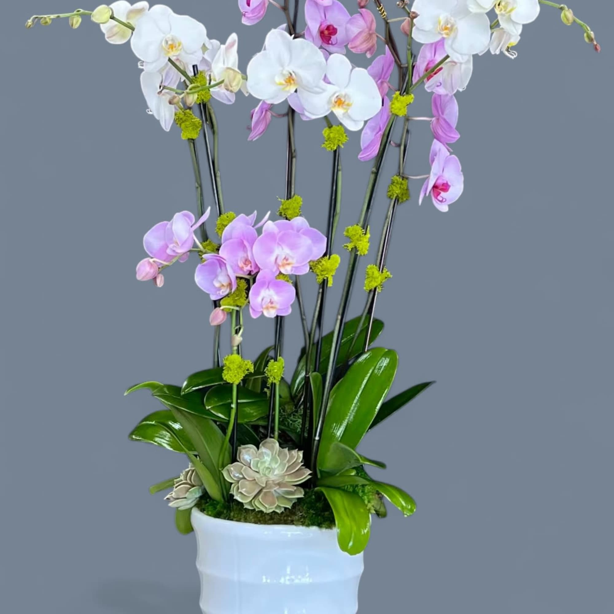 Potted orchids in a chic and modern white ceramic vase with decorative