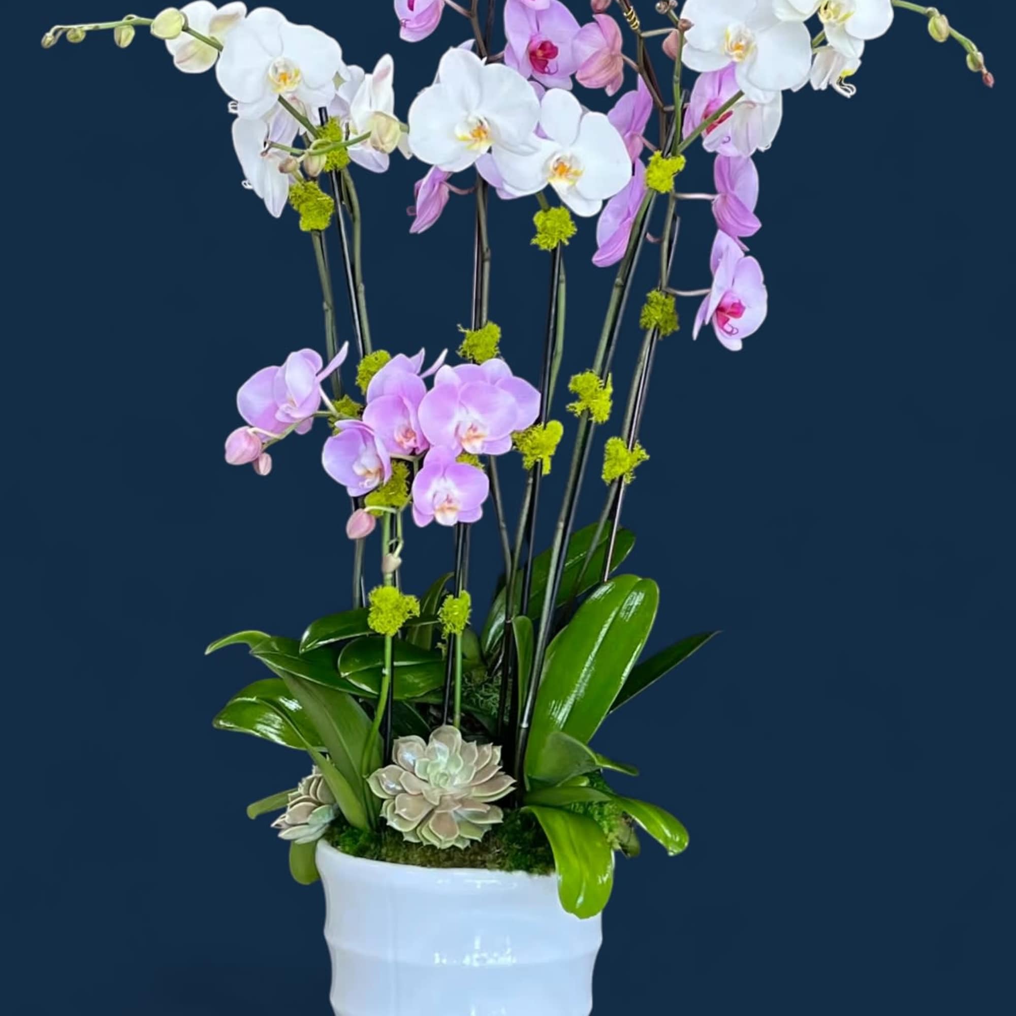 Potted orchids in a chic and modern white ceramic vase with decorative