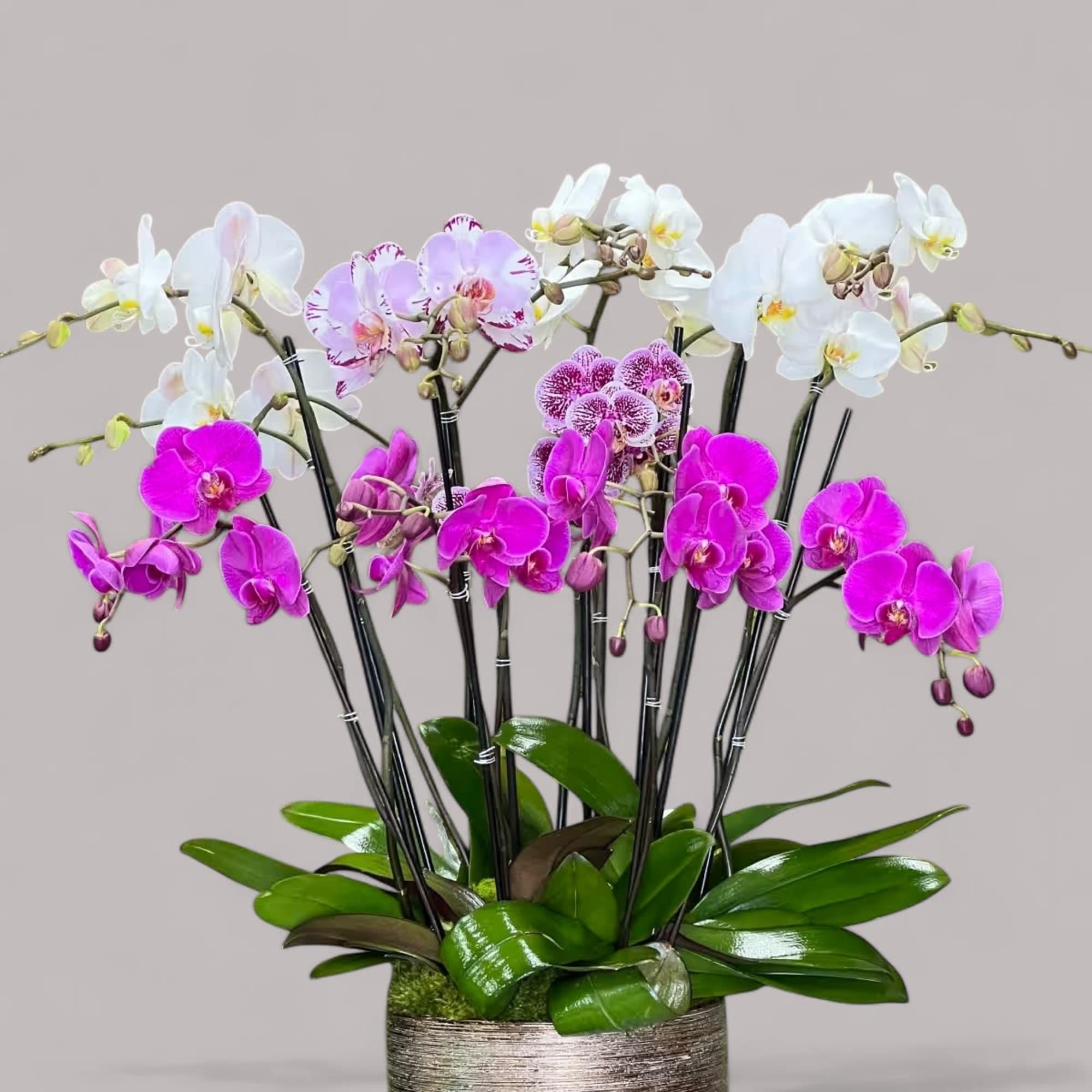 mix Orchid plants in a beautiful vase 