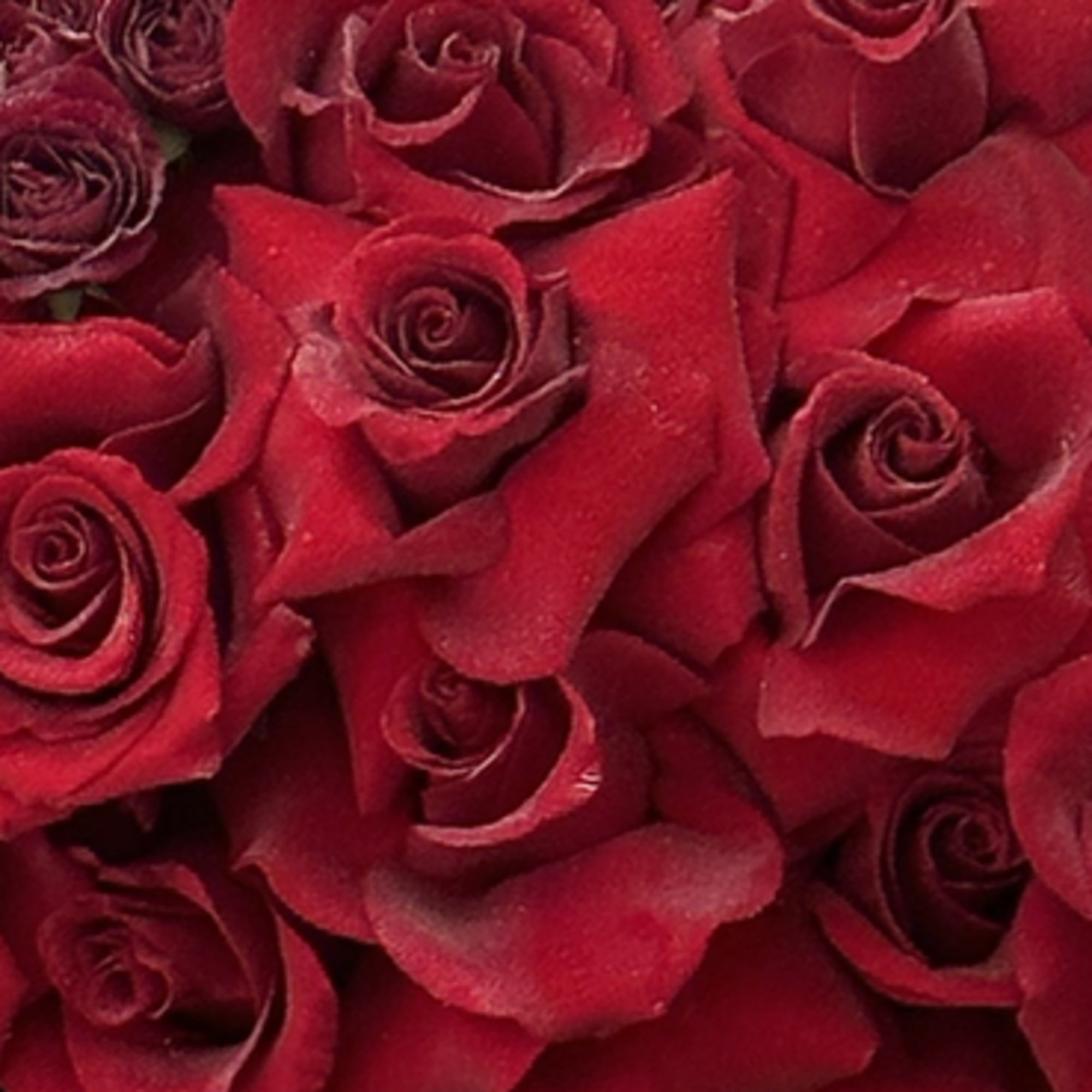 Introducing **Red Reflection**, a striking floral arrangement that showcases the beauty of