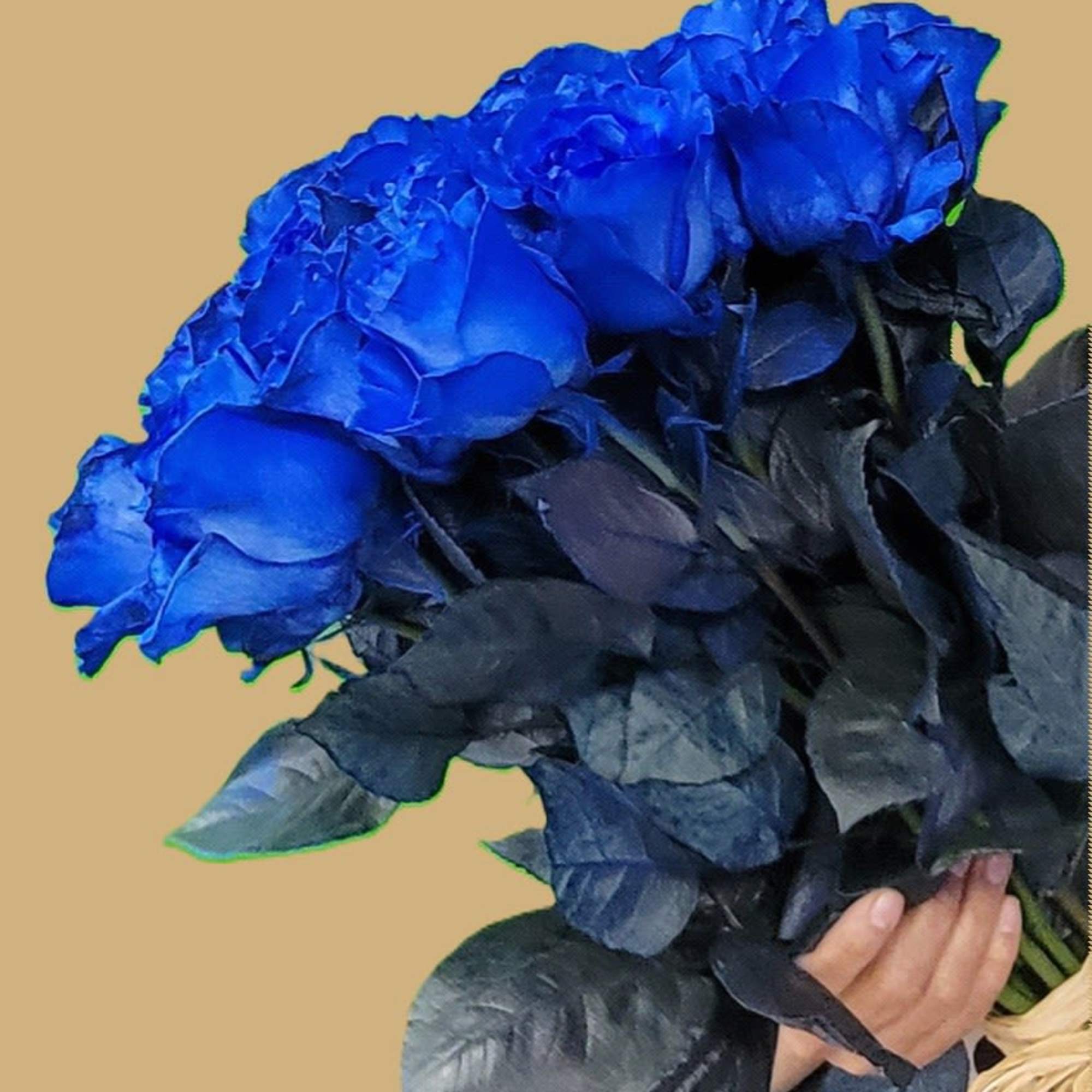 Blue Roses