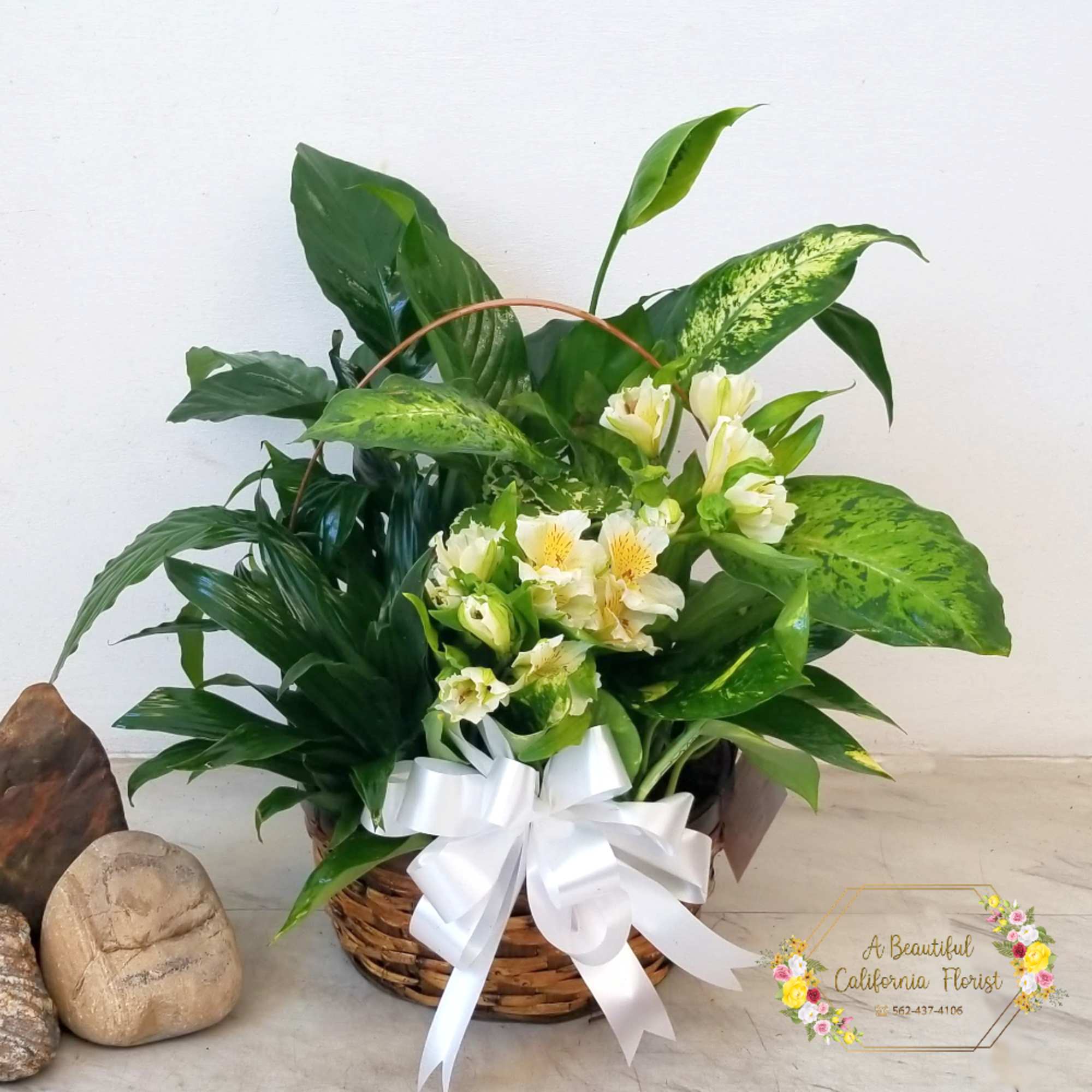 Peace and Calm French Dish Garden, Lush Green Plants With Fresh Cut