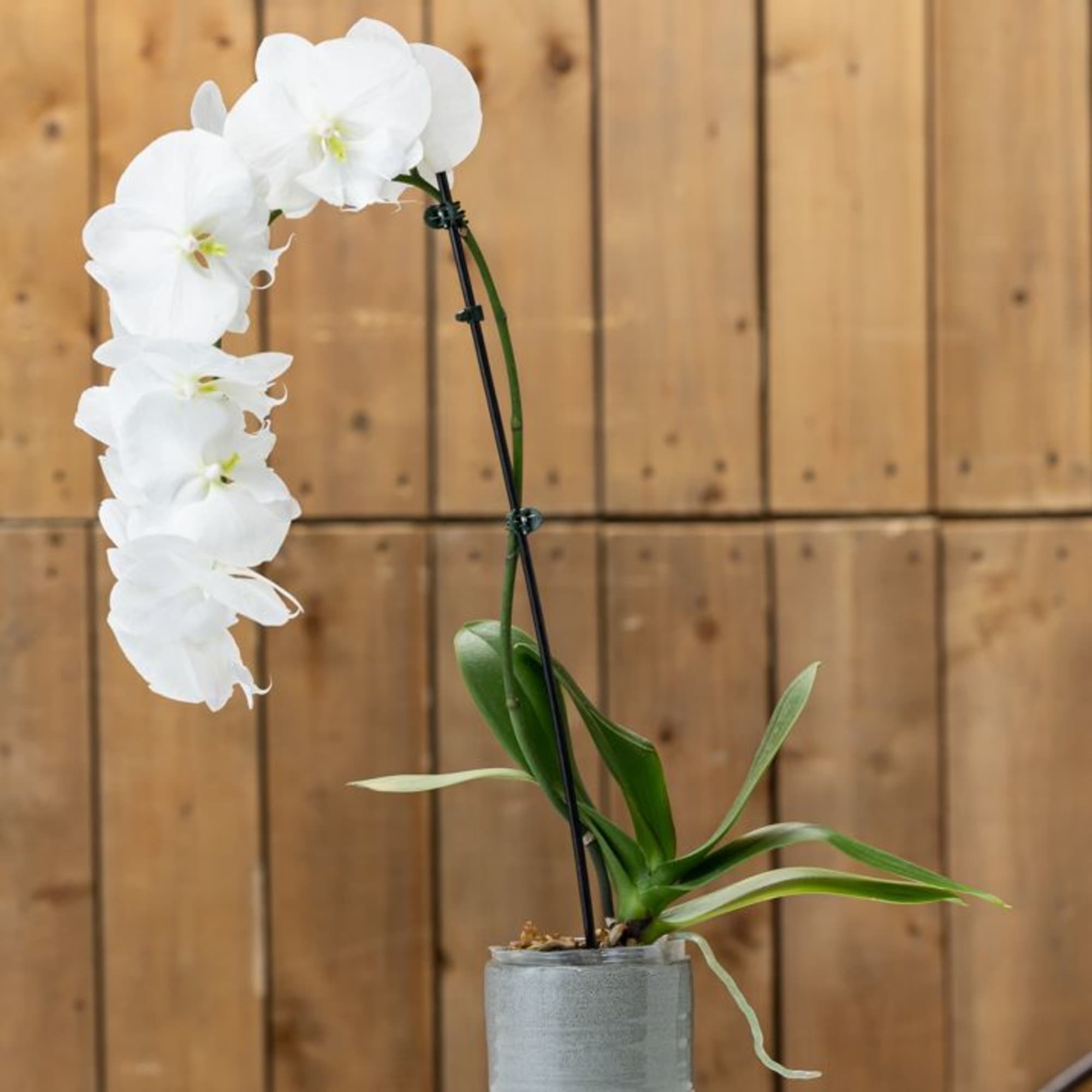 A beautiful and classic single stem white orchid. Perfect for all occasions A beautiful and classic single stem white orchid. Perfect for all occasions