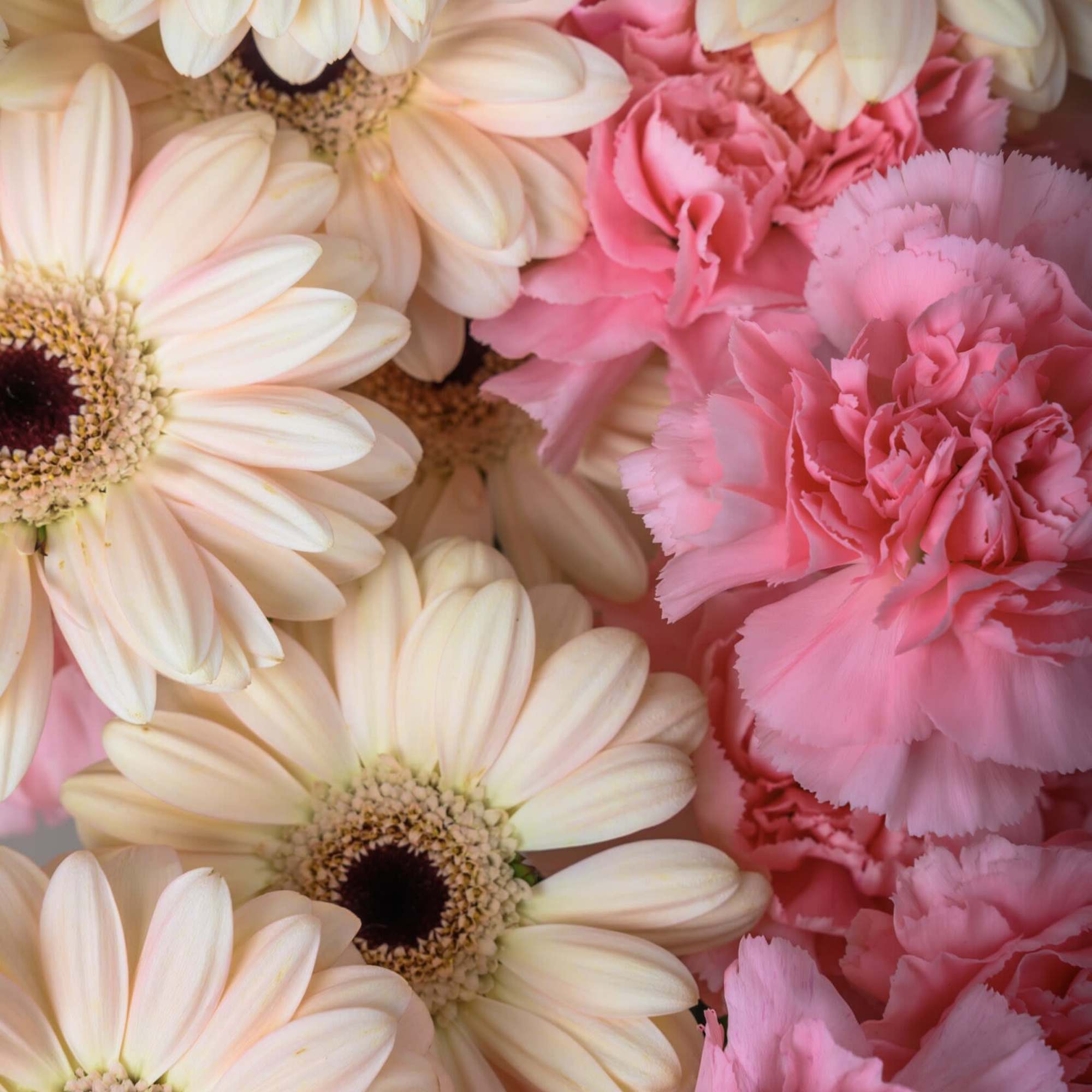 Bouquet of Gerberas with Carnations.