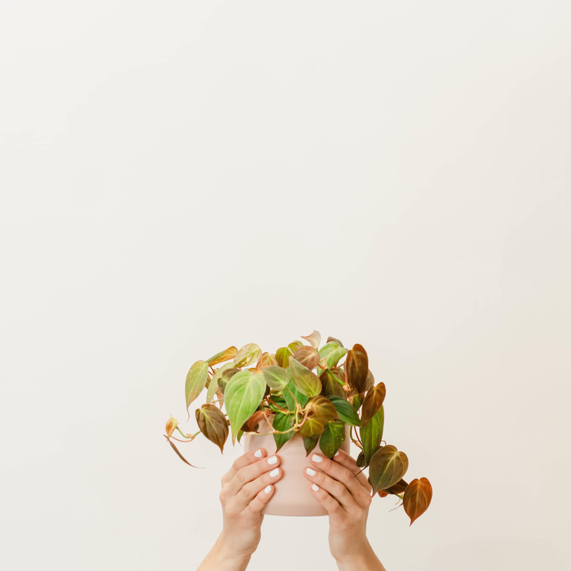 Bring a breath of fresh air into your space with our small