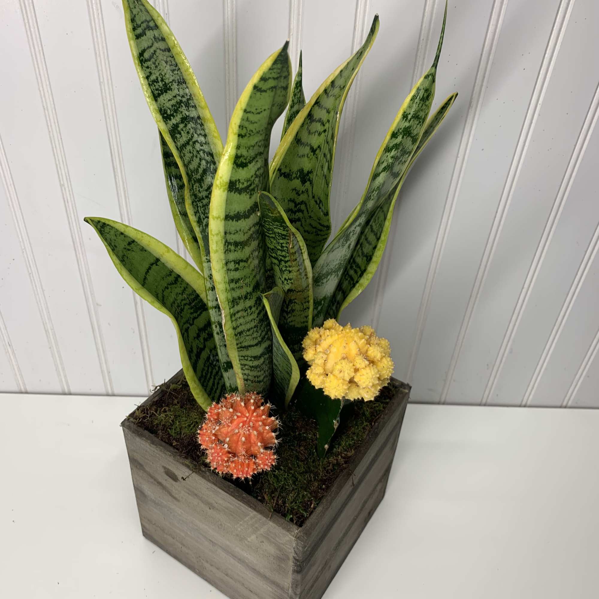 An incredibly easy houseplant to take care of, the snake plant is