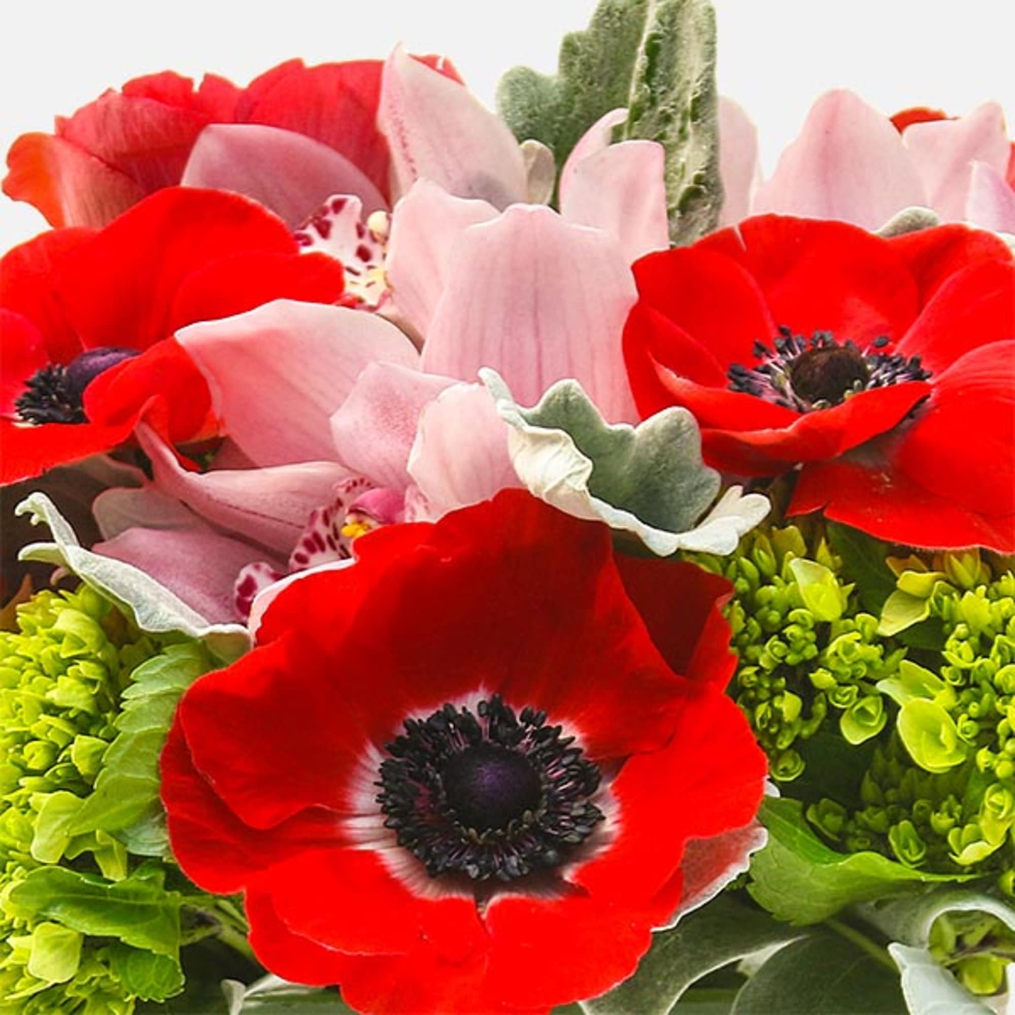 [ Height: 9&#039;&#039; - 10&#039;&#039; | Diameter: 9&#039;&#039; - 10&#039;&#039; ]Striking red