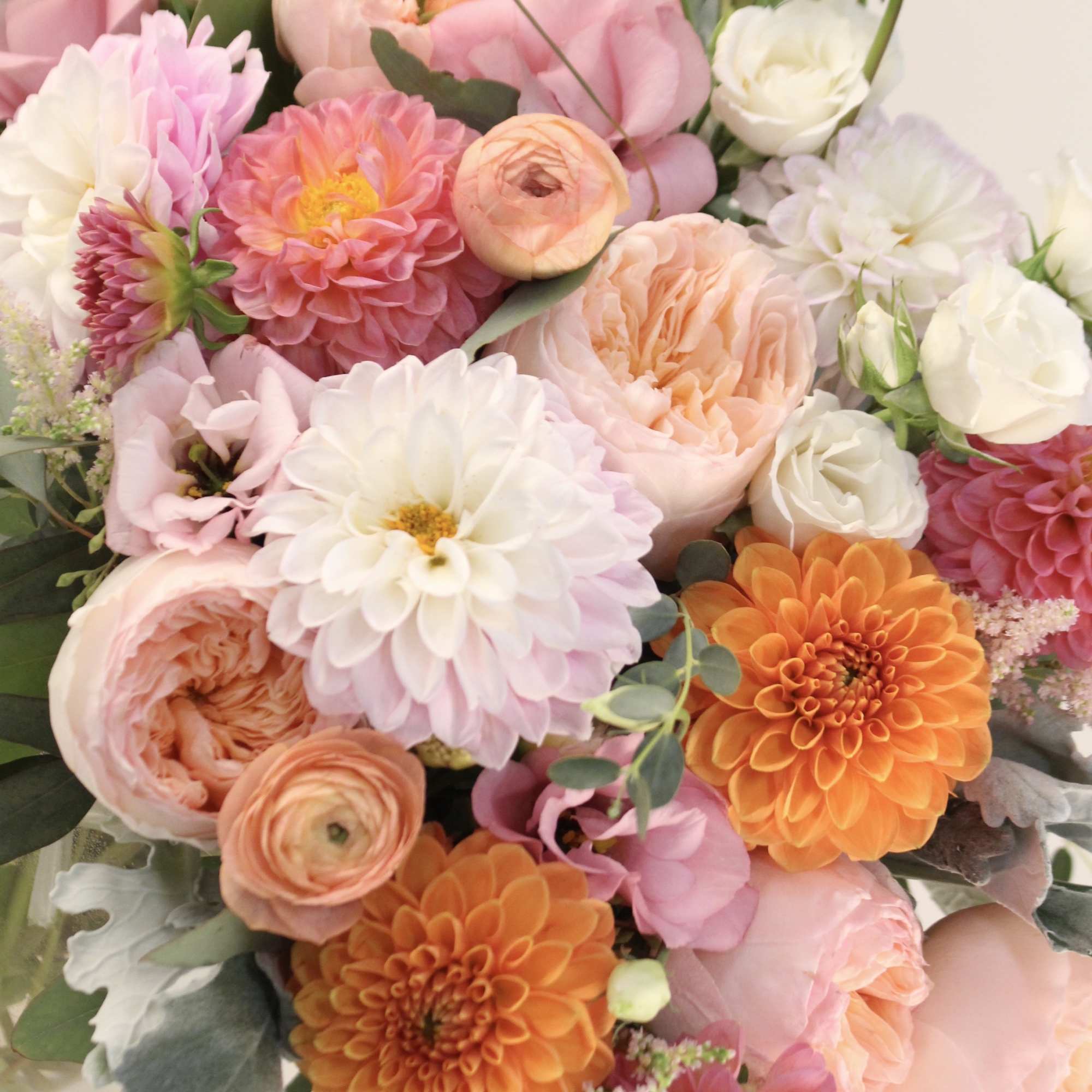 Pick your favorite dahlia collections | Ilovedahlia.com