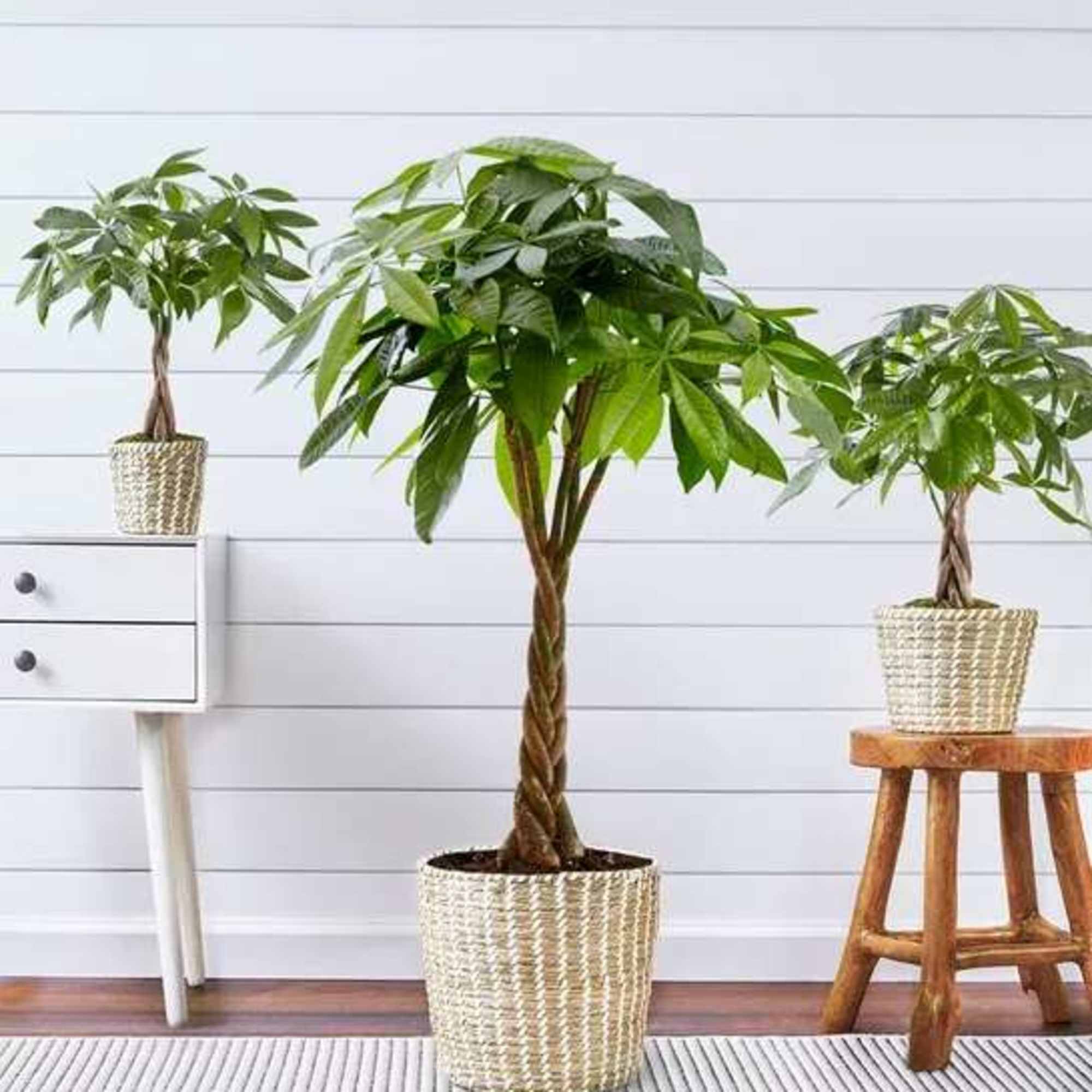 Send good luck and prosperity with our popular Money Tree bonsai. Featuring