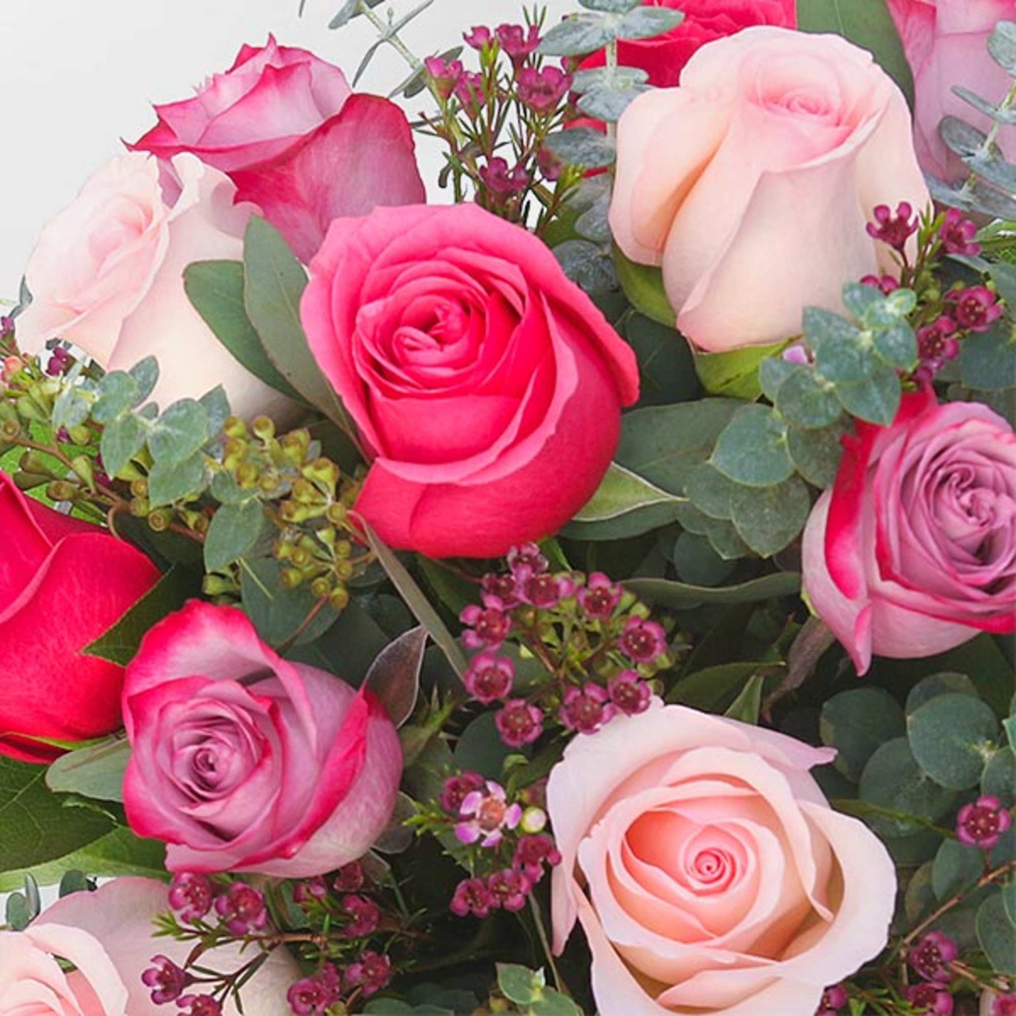 [ Height: 10&#039;&#039; - 11&#039;&#039; | Diameter: 11&#039;&#039; - 12&#039;&#039; ]
A crown