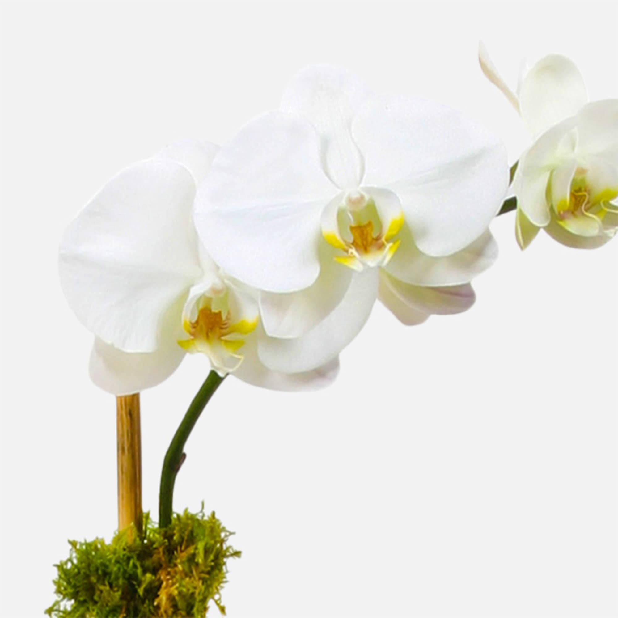 [ Height: 27&quot; - 30&quot; | Pot Size: 6&quot; - 8&quot; ]
This