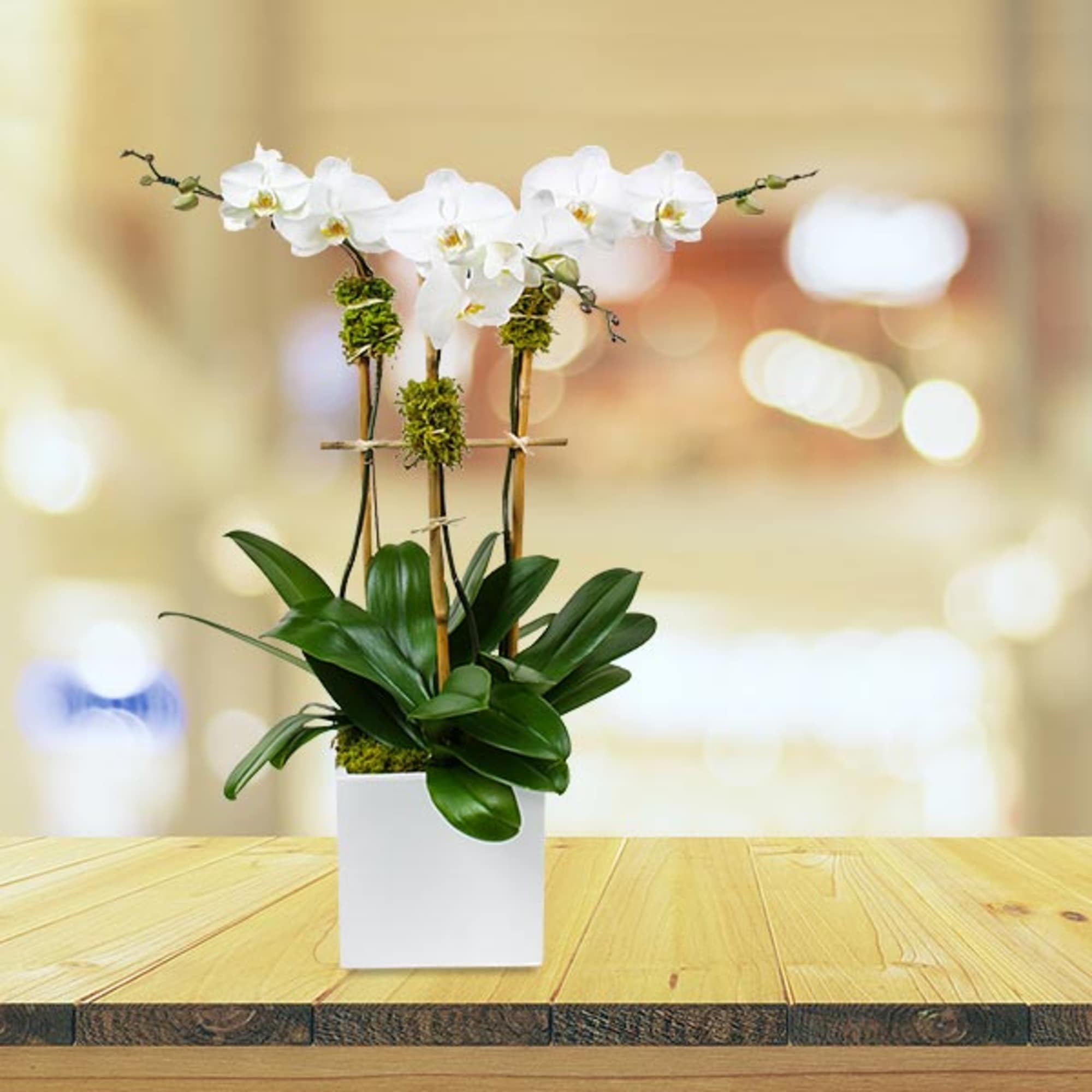 [ Height: 27&quot; - 30&quot; | Pot Size: 8&quot; - 10&quot; ]
The