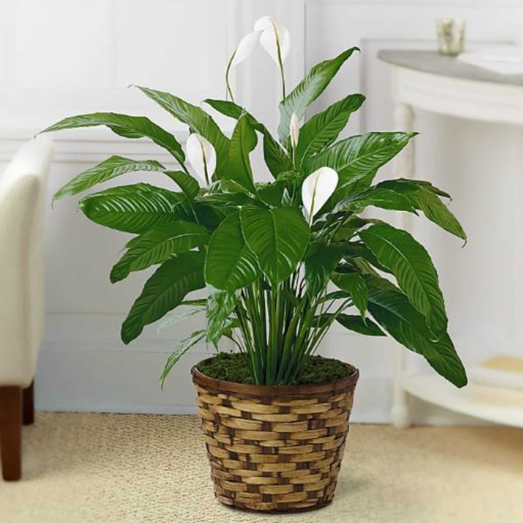 The FTD Spathiphyllum, or more commonly known as the Peace Lily, is