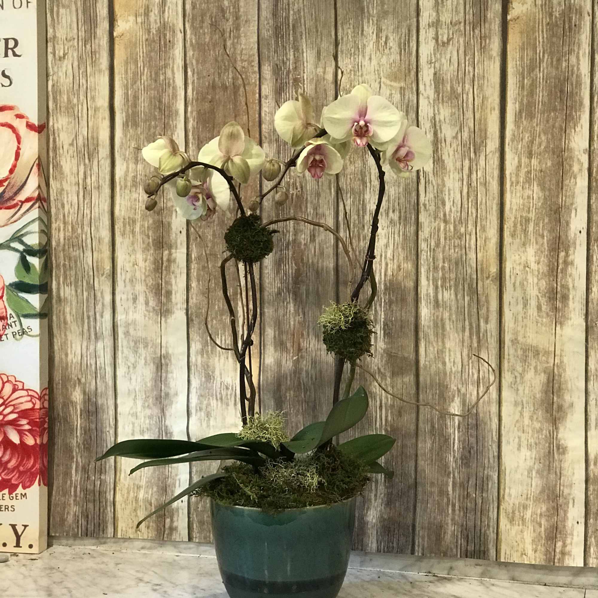 We offer the best Double Phalenopsis Orchids grown in the Northwest. Orchids