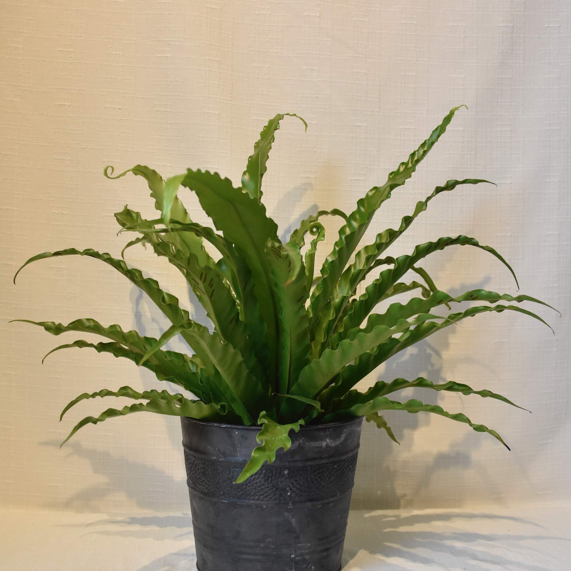 Birds Nest Ferns are low light loving plants for your North or