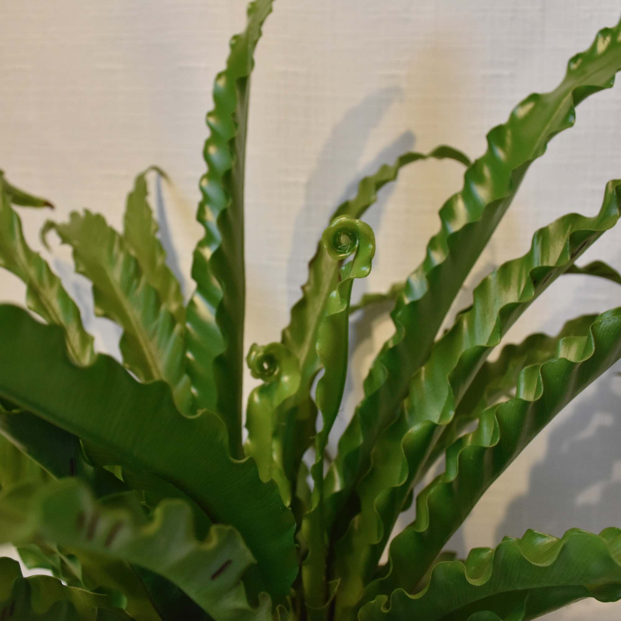 Birds Nest Ferns are low light loving plants for your North or