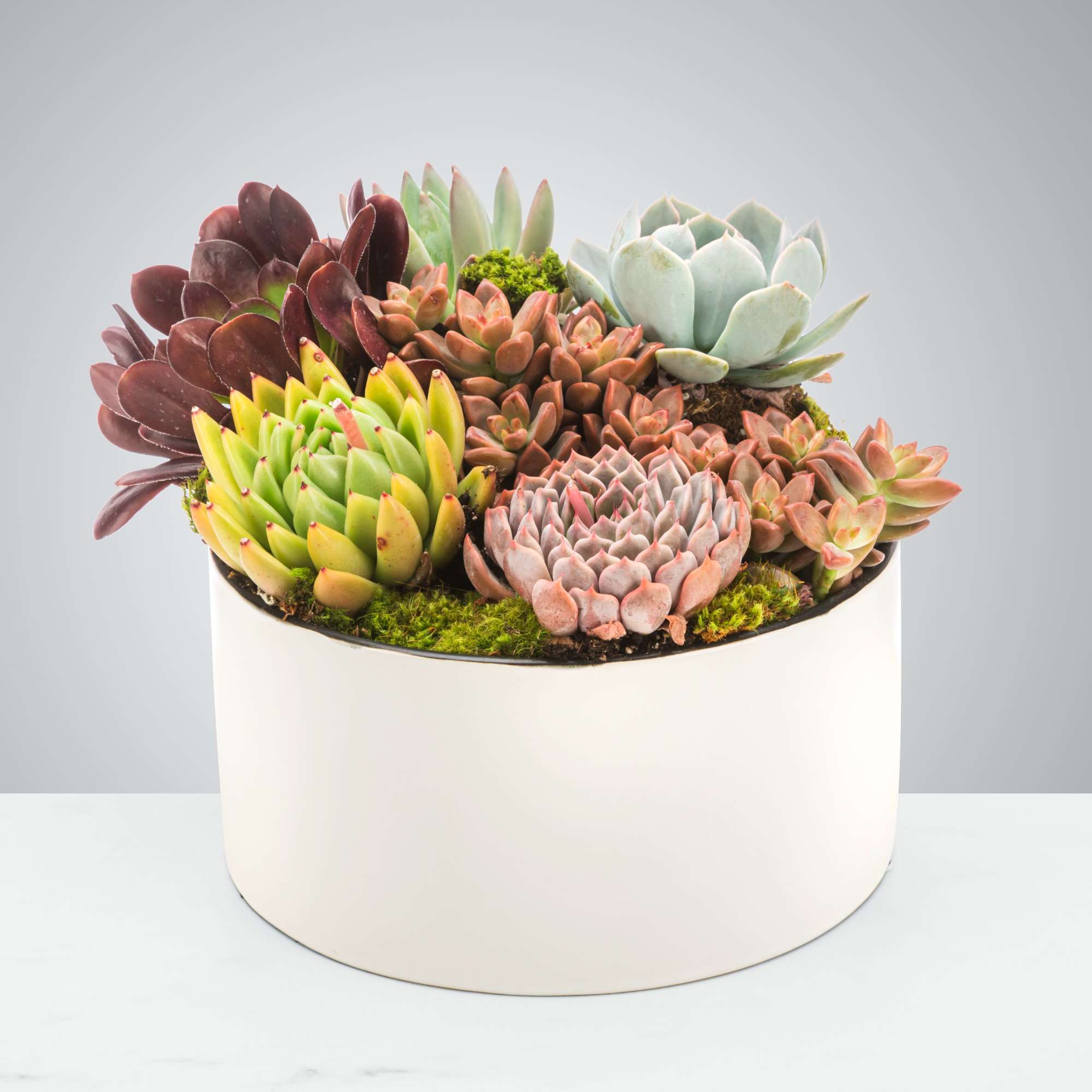 Everybody loves succulents! Send them to brighten up a new desk or
