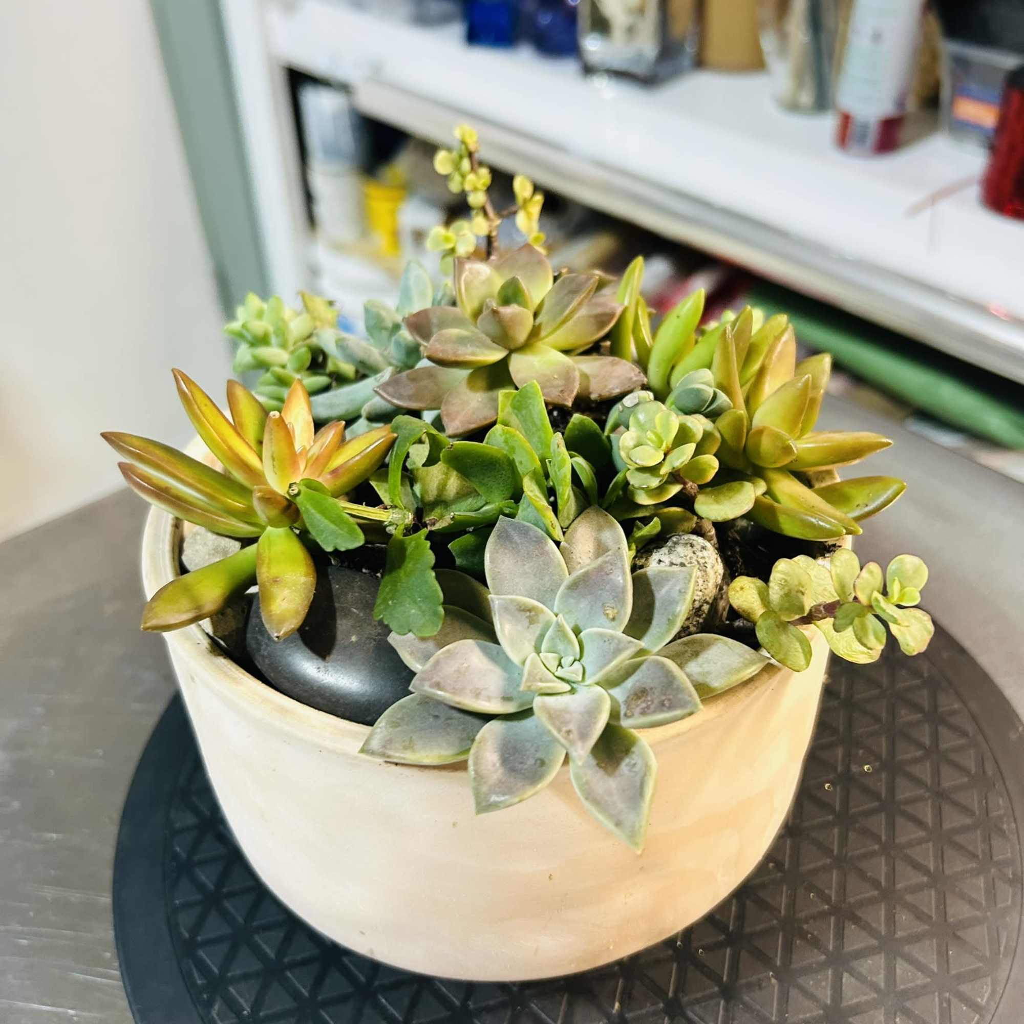 Our professional grade succulent gardens are the perfect, long lasting gift for Our professional grade succulent gardens are the perfect, long lasting gift for